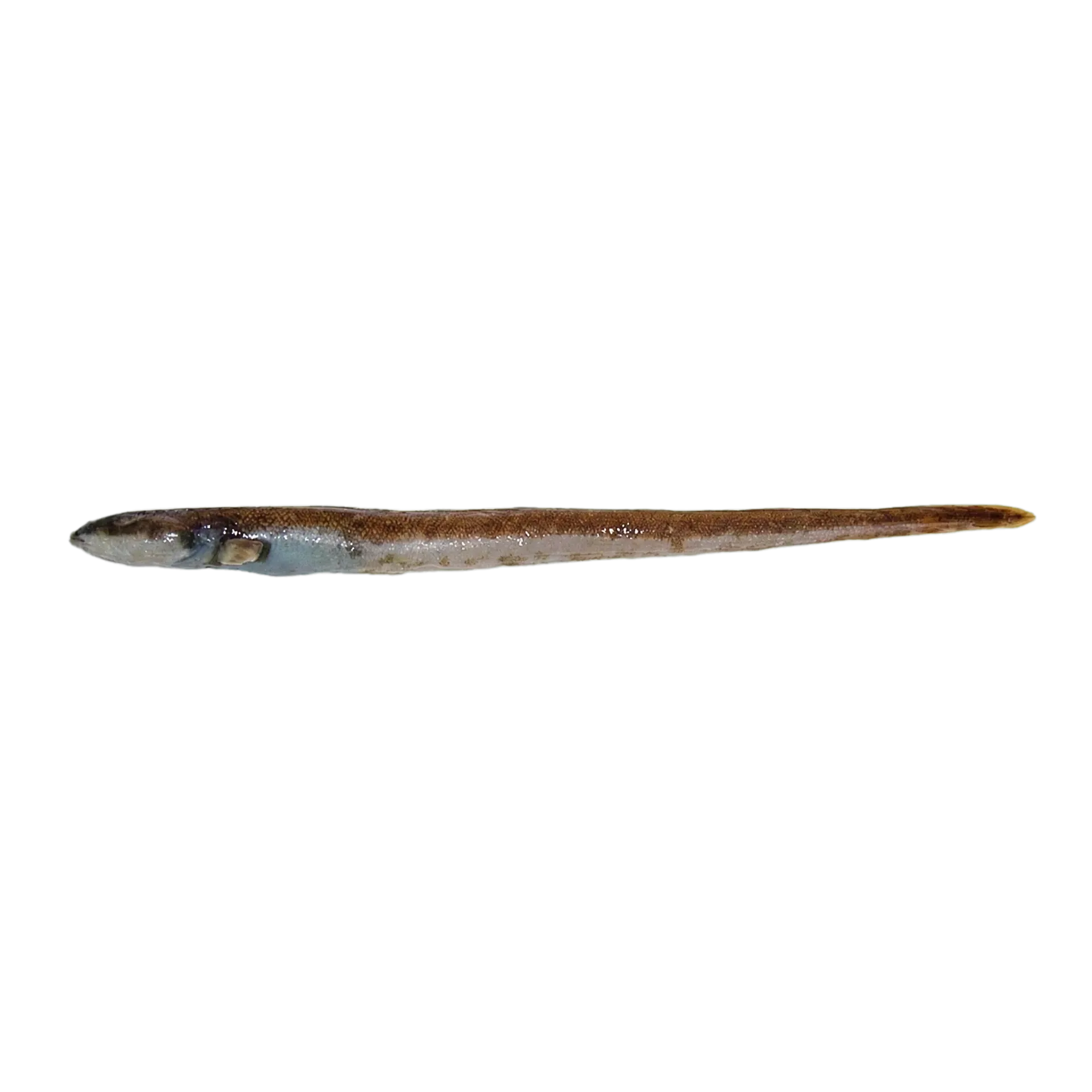 沙氏蛇綿䲁（Lycenchelys sarsii）标本