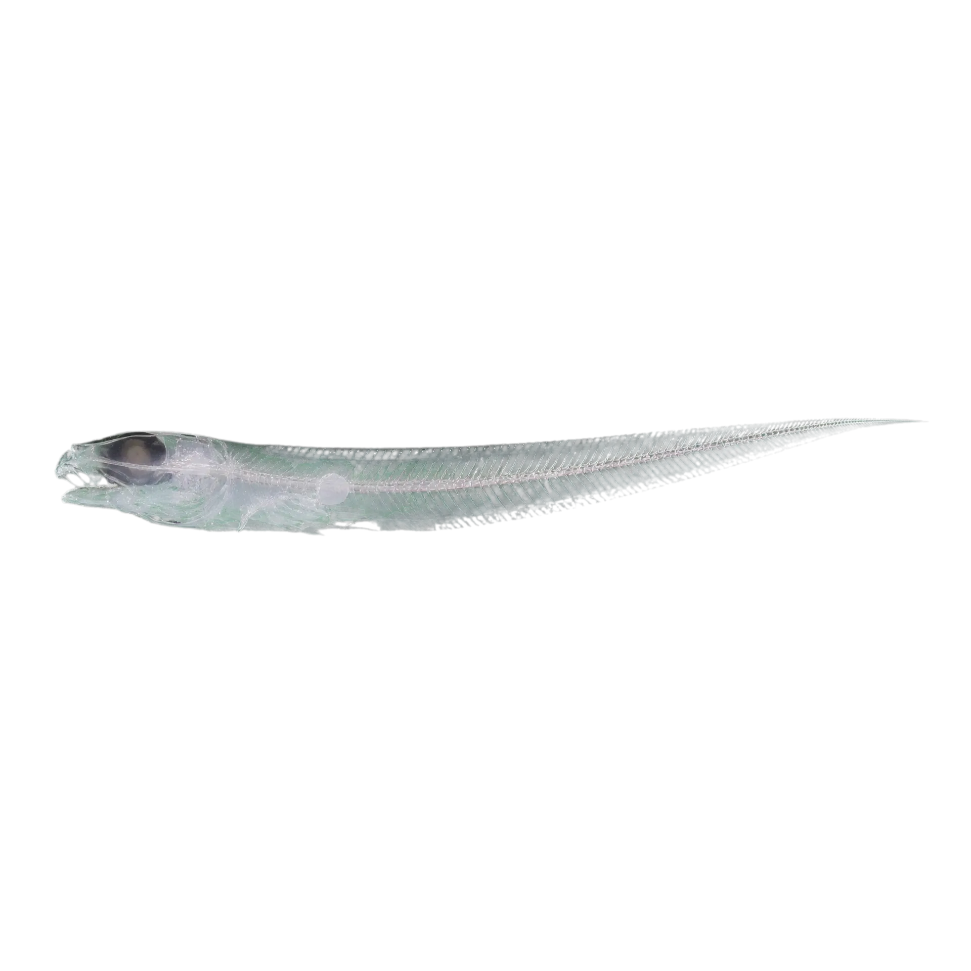 赫氏狼綿鳚（Lycodes hubbsi）标本