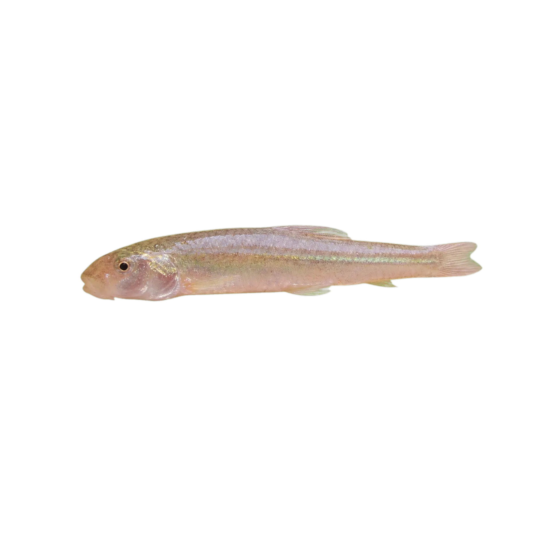 Peppered chub (Macrhybopsis tetranema) specimen