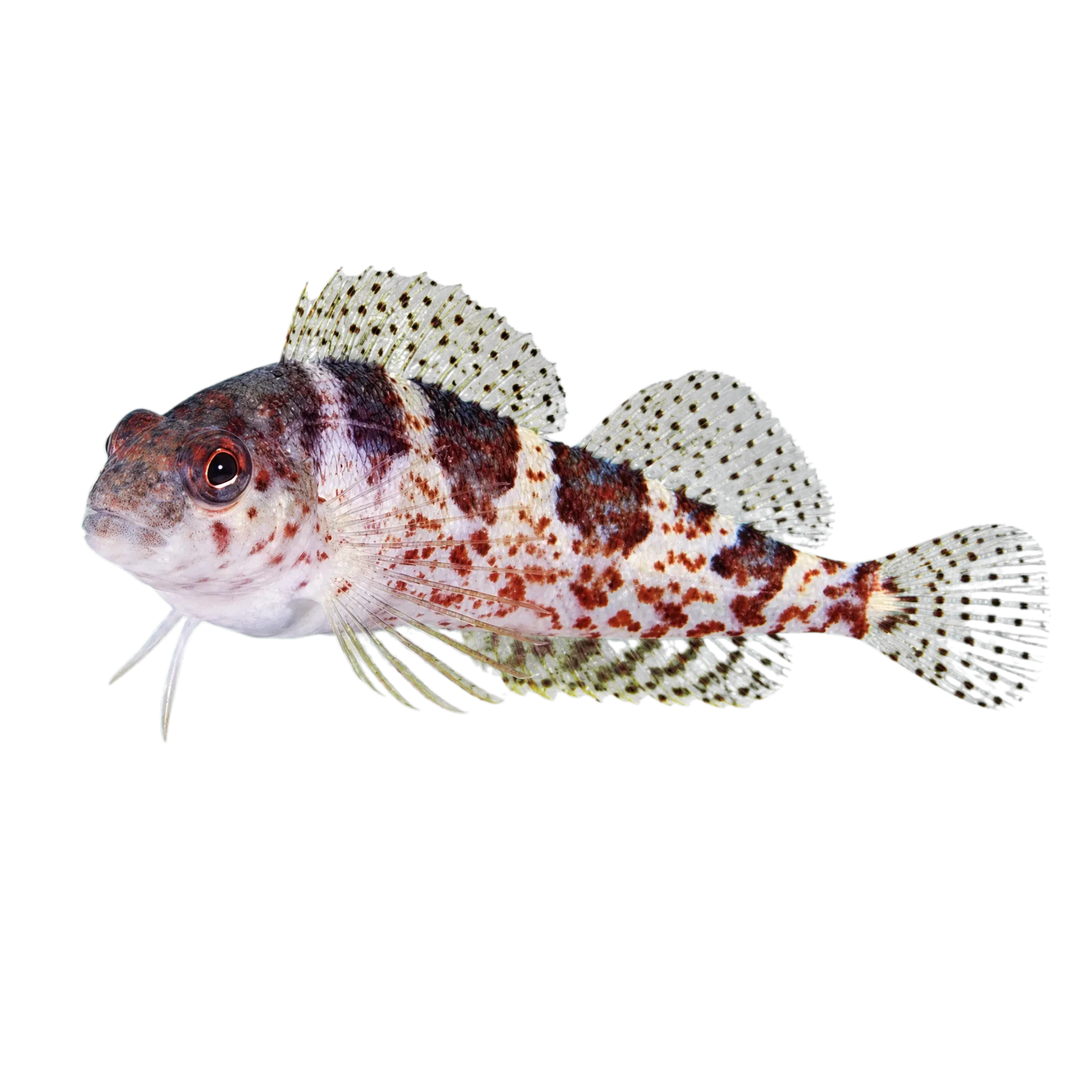 角斑軟梳䲁（Malacoctenus triangulatus）标本