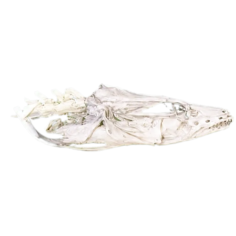 Mastacembelus apectoralis (Mastacembelus apectoralis) specimen