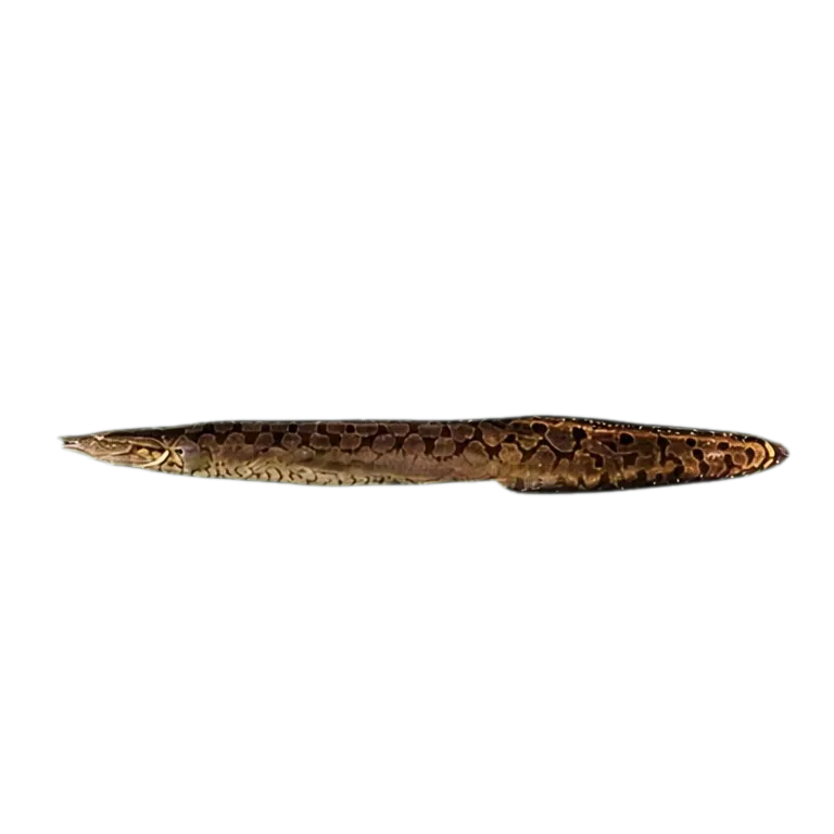 Mastacembelus dictyon (Mastacembelus dictyon) specimen