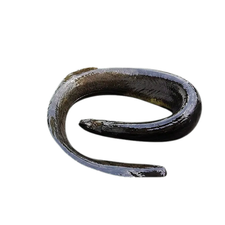 Mastacembelus ophidium (Mastacembelus ophidium) specimen
