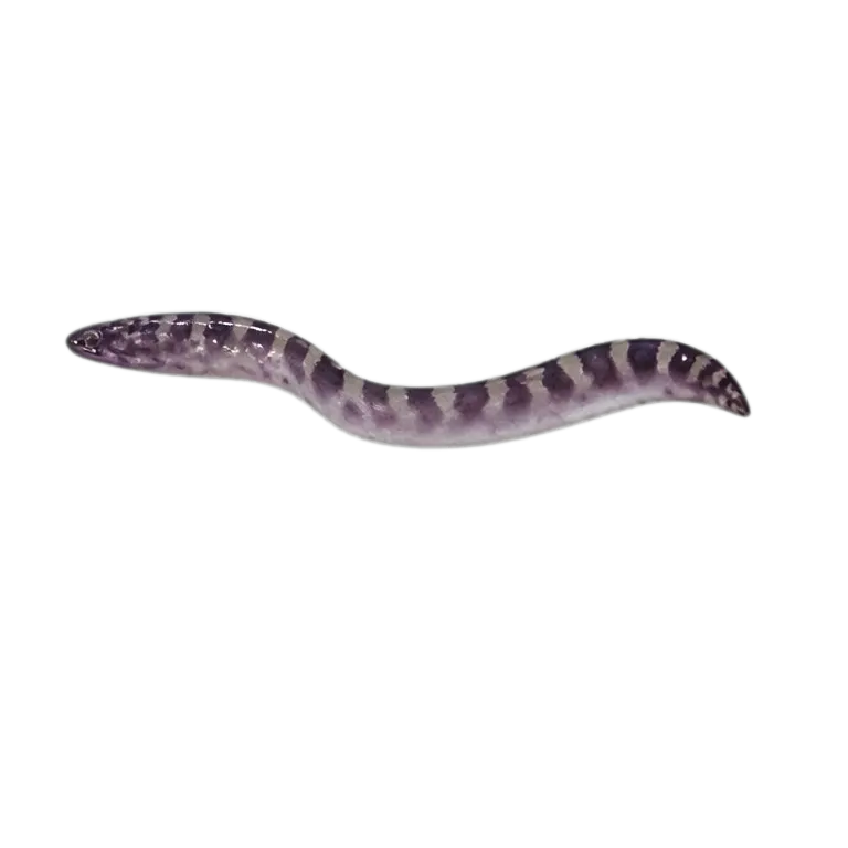 Mastacembelus pantherinus (Mastacembelus pantherinus) specimen