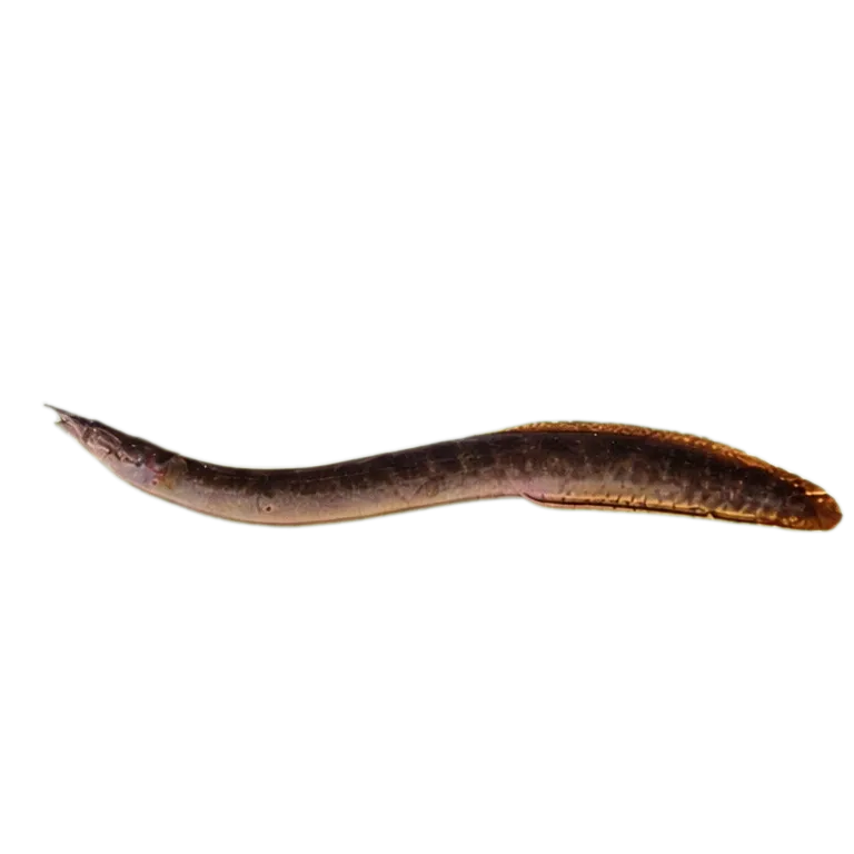 Spiny Eel (Mastacembelus praensis) specimen