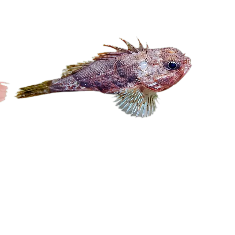 Southern gurnard perch (Maxillicosta meridianus) specimen