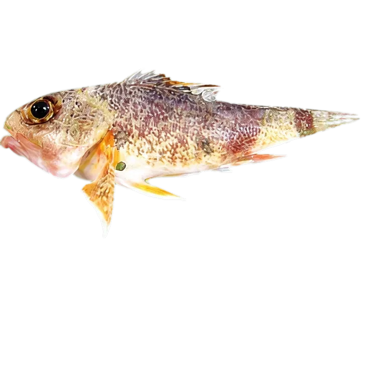 Red little gurnard perch (Maxillicosta raoulensis) specimen