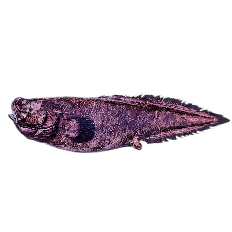 Brown brotula (Megacataetyx niki) specimen