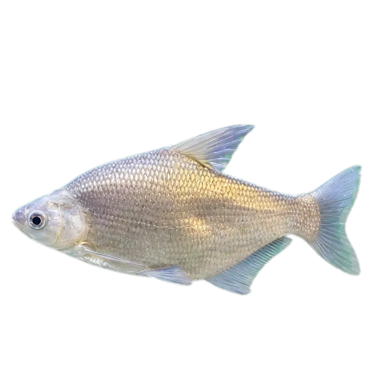 Wuchang Bream (Megalobrama amblycephala) specimen