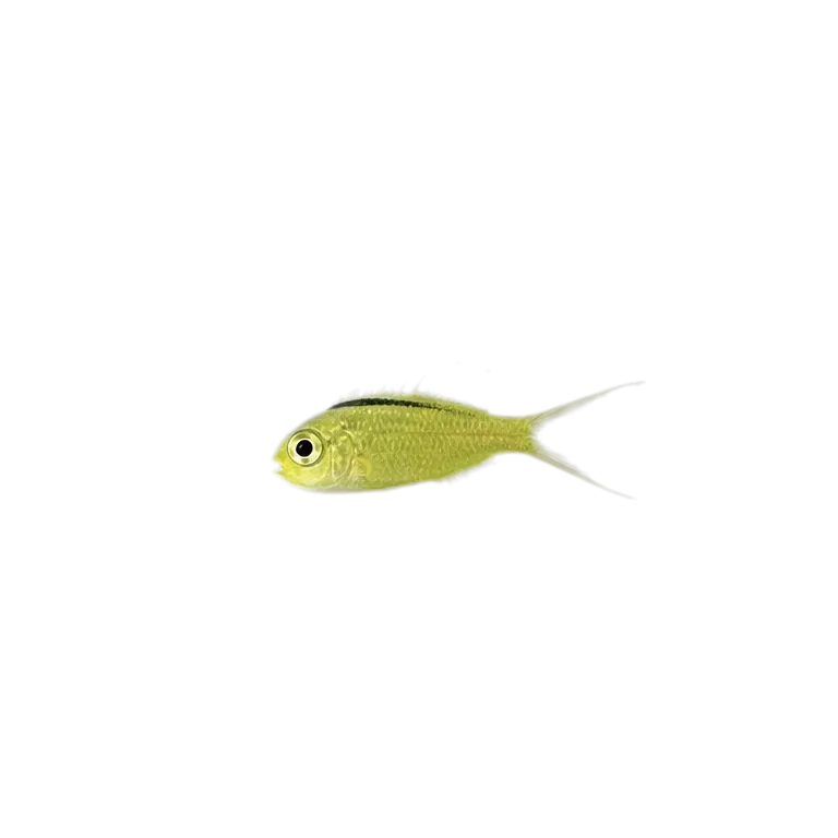 Tailspot fangblenny (Meiacanthus urostigma) specimen