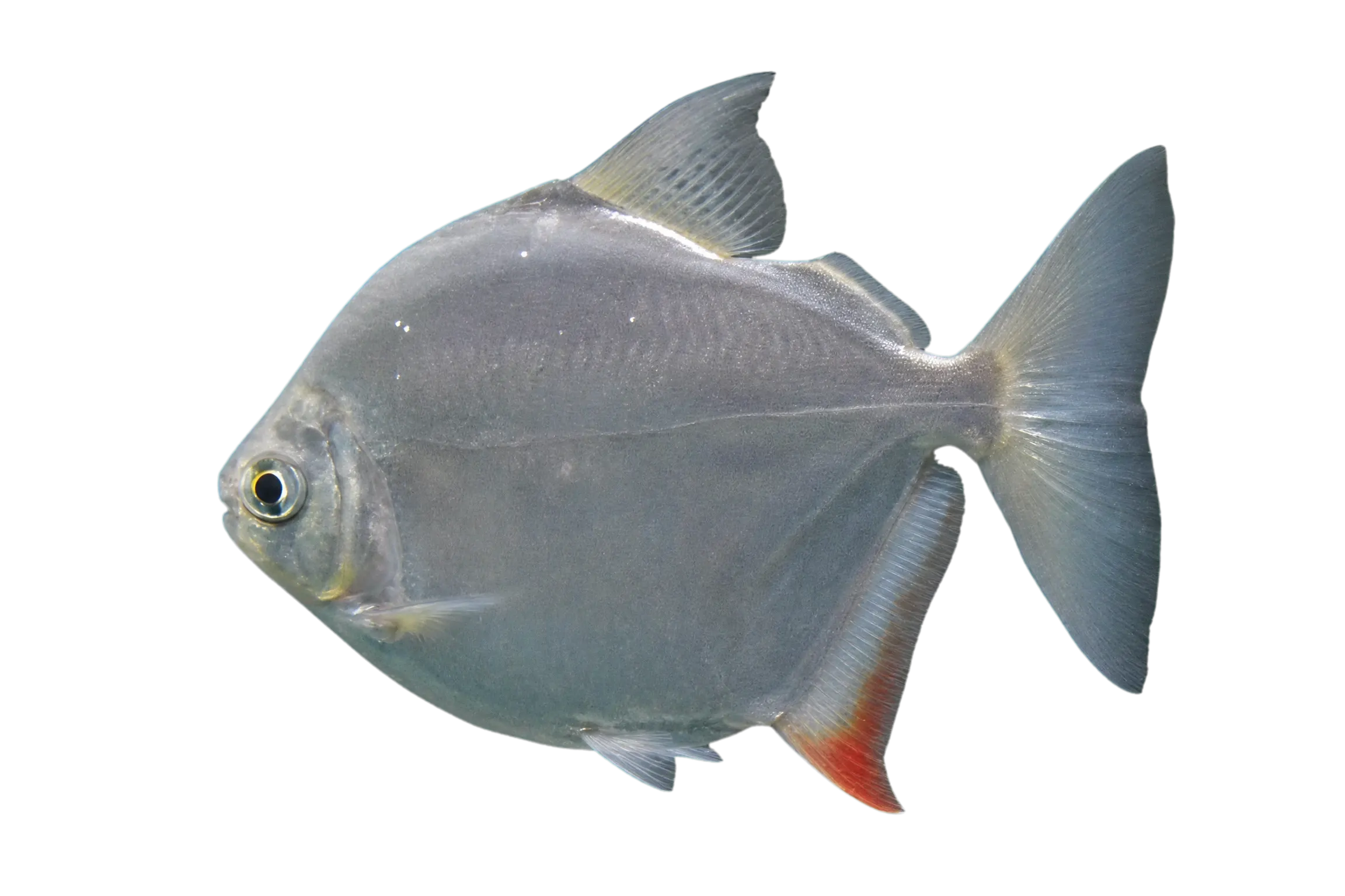 Silver dollar (Metynnis hypsauchen) specimen