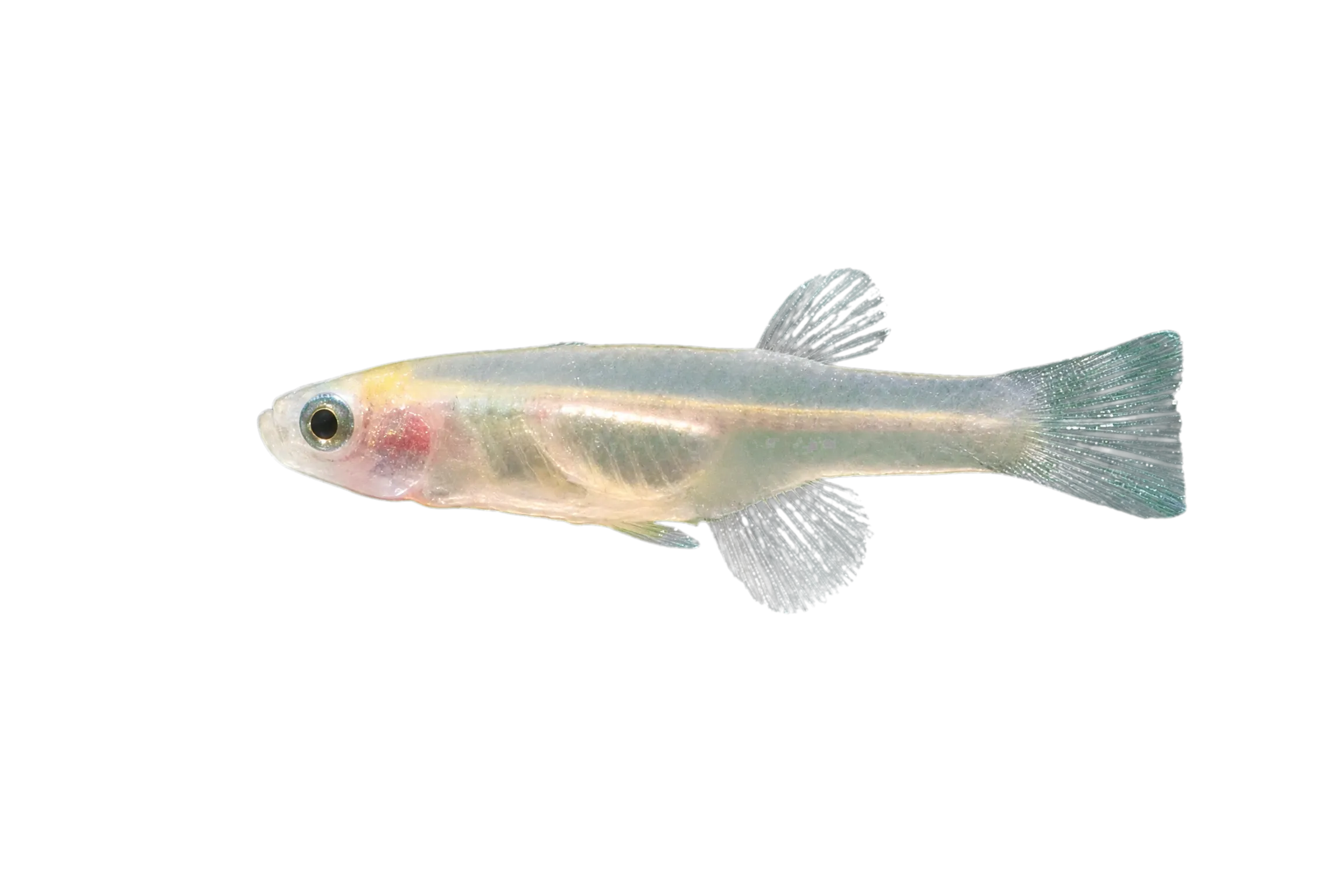 Black lampeye (Micropanchax antinorii) specimen