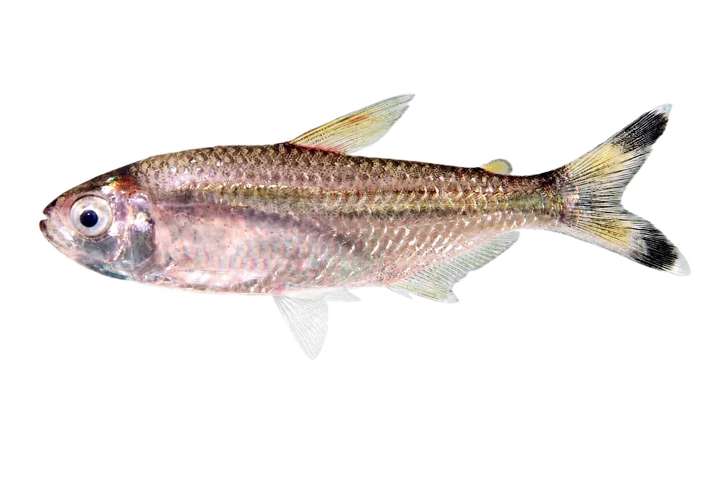 Bandtail tetra (Moenkhausia dichroura) specimen