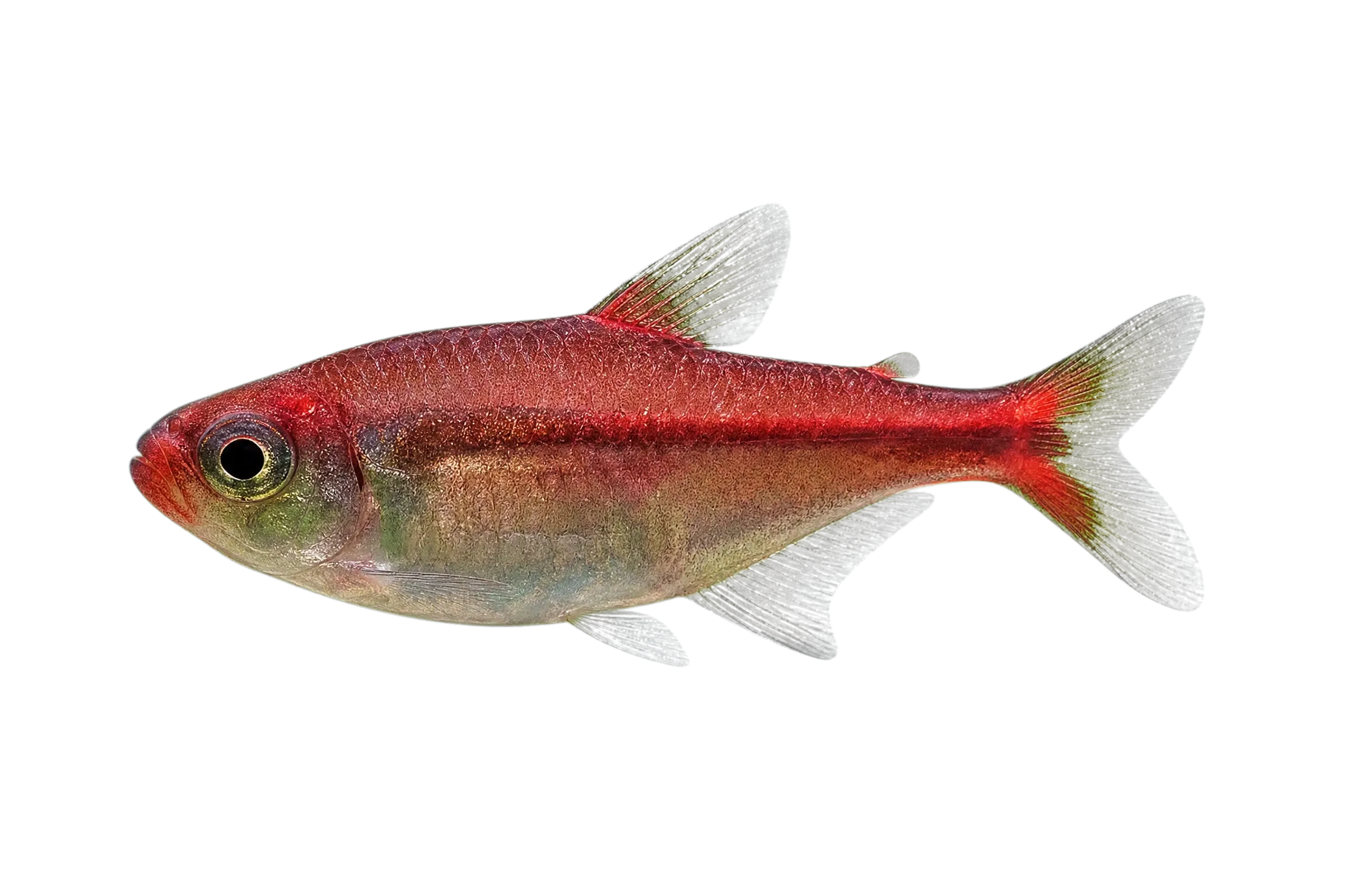 Moenkhausia rubra (Moenkhausia rubra) specimen