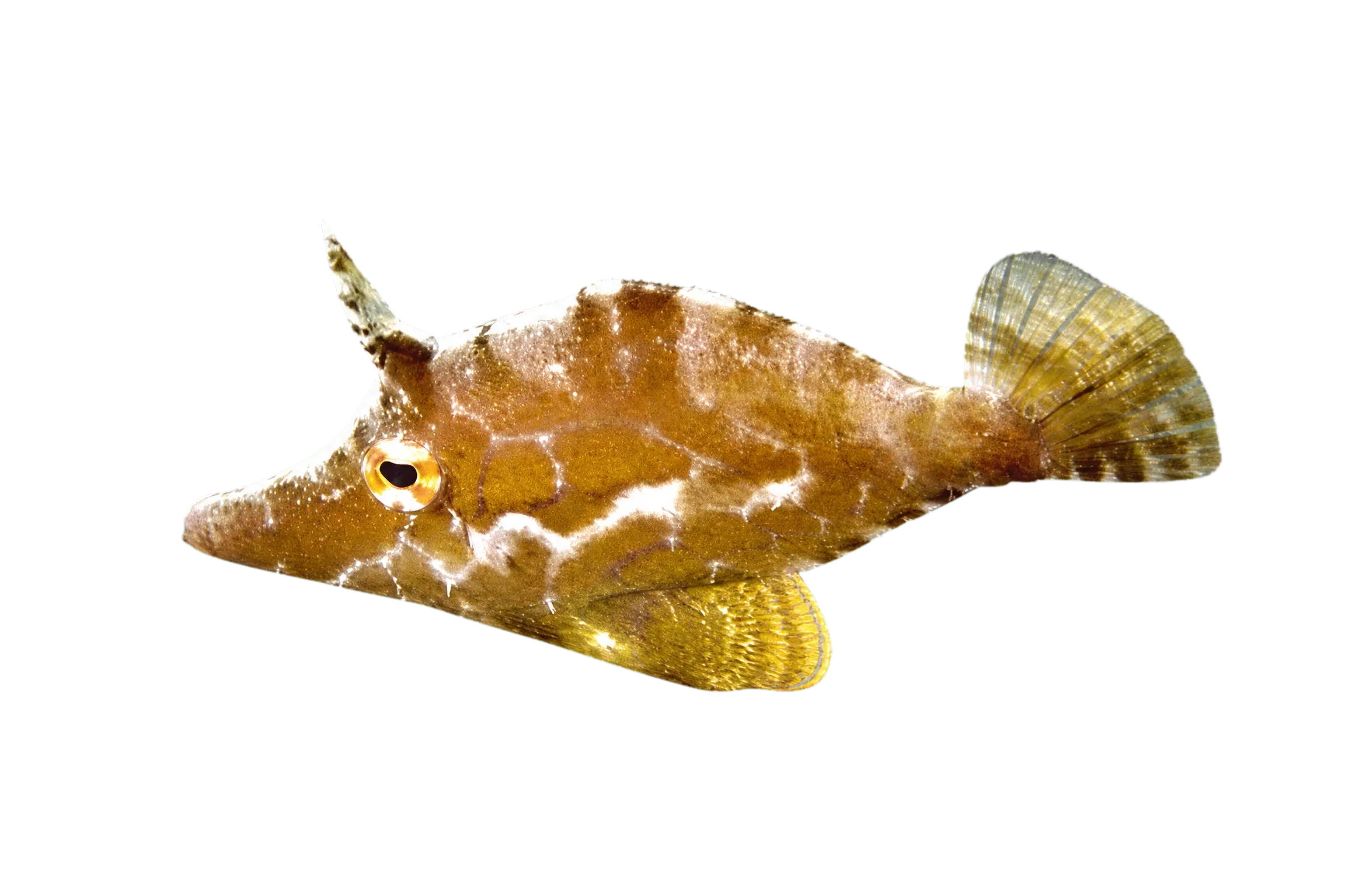 slender filefish (Monacanthus tuckeri) specimen