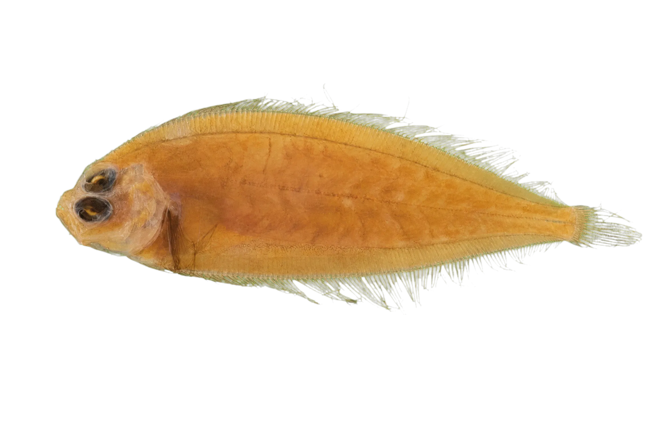 Monolene atrimana (Monolene atrimana) specimen