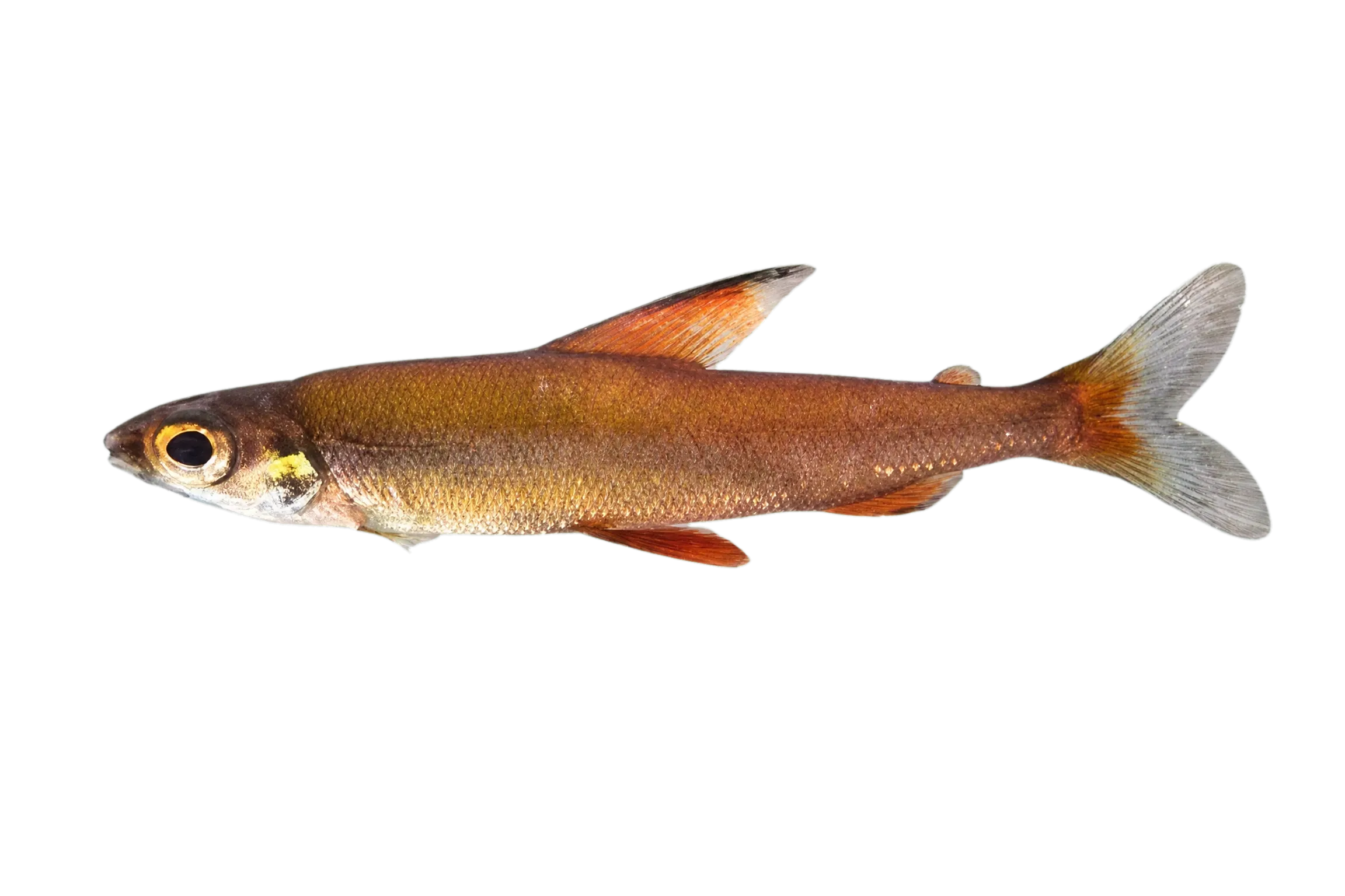 Monostichodus lootensi (Monostichodus lootensi) specimen