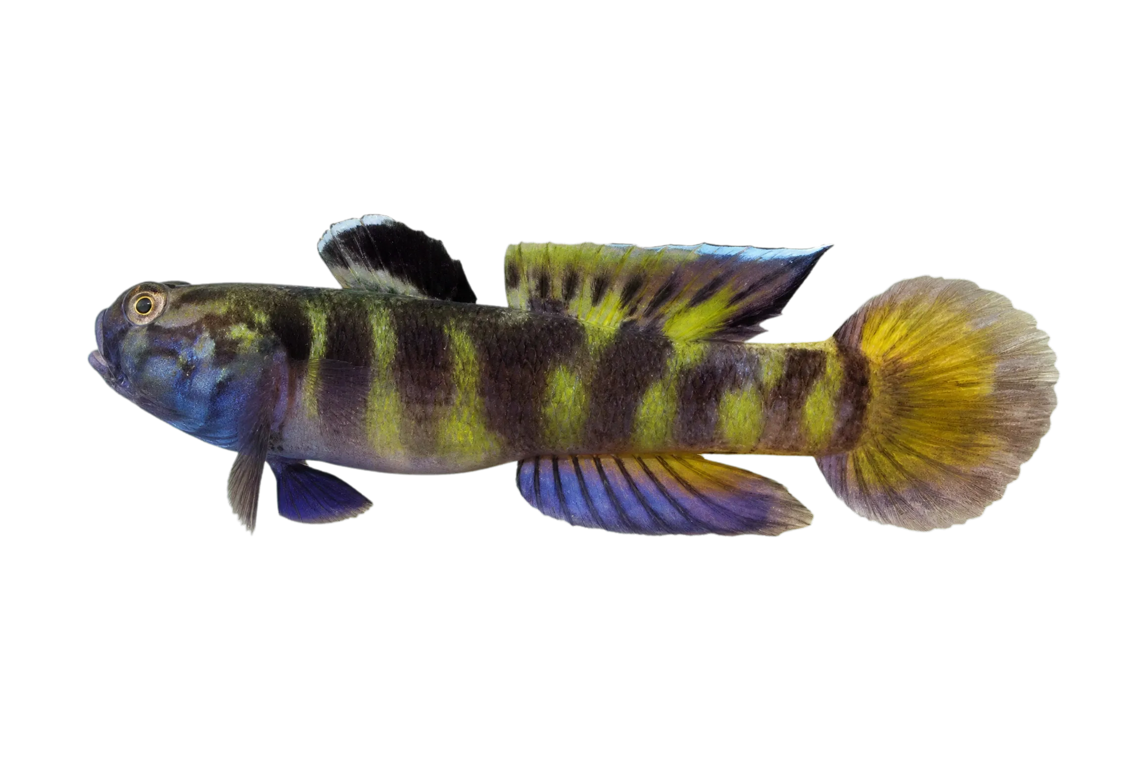 Mugilogobius flavomaculatus (Mugilogobius flavomaculatus) specimen