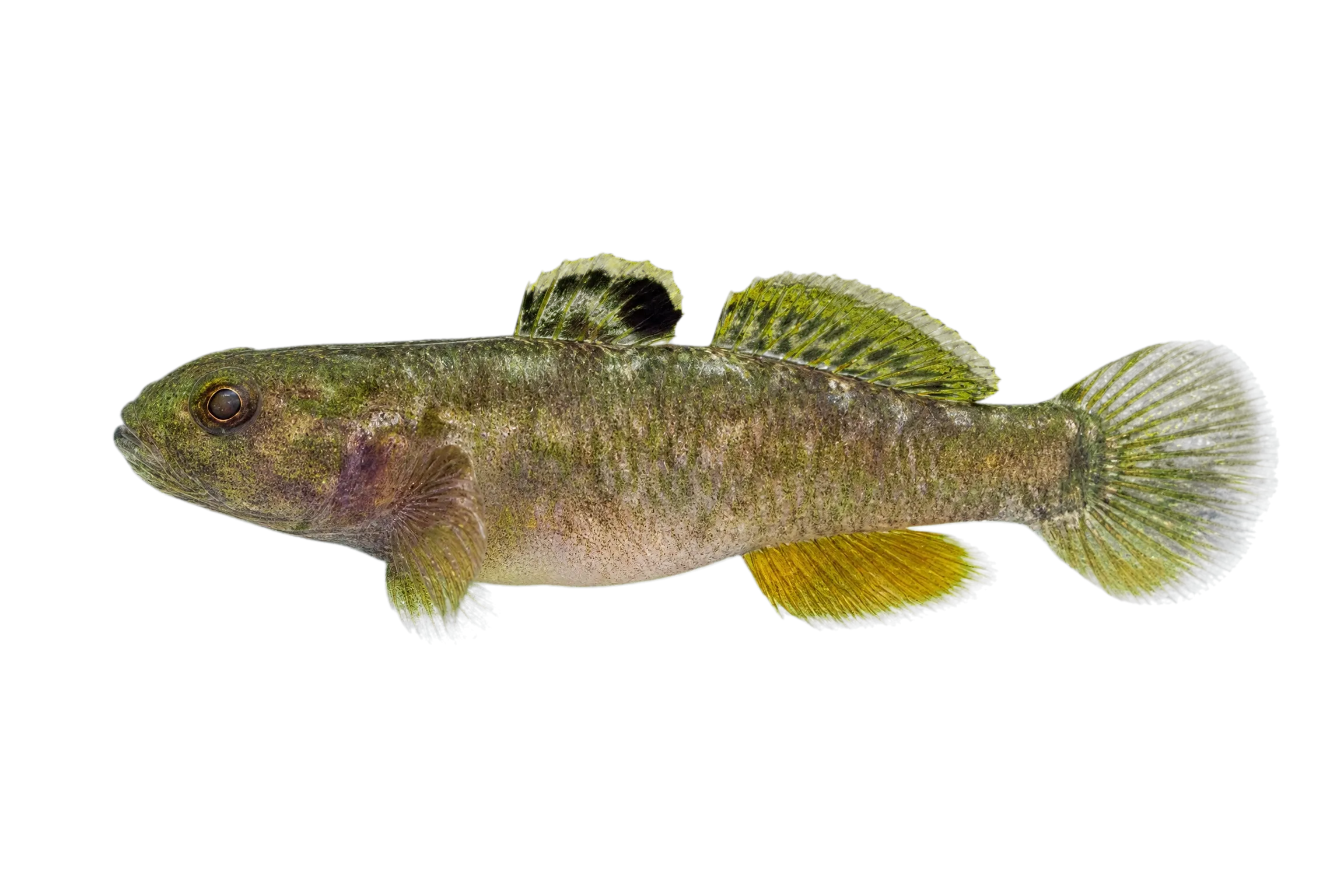 Mugilogobius latifrons (Mugilogobius latifrons) specimen