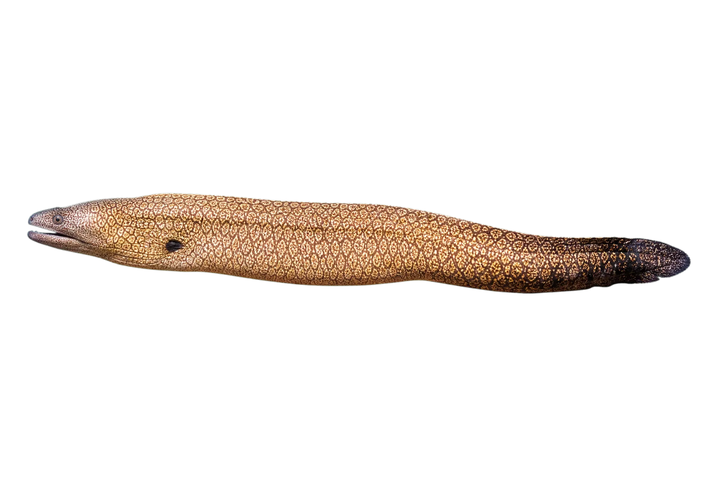 reticulate moray (Muraena retifera) specimen