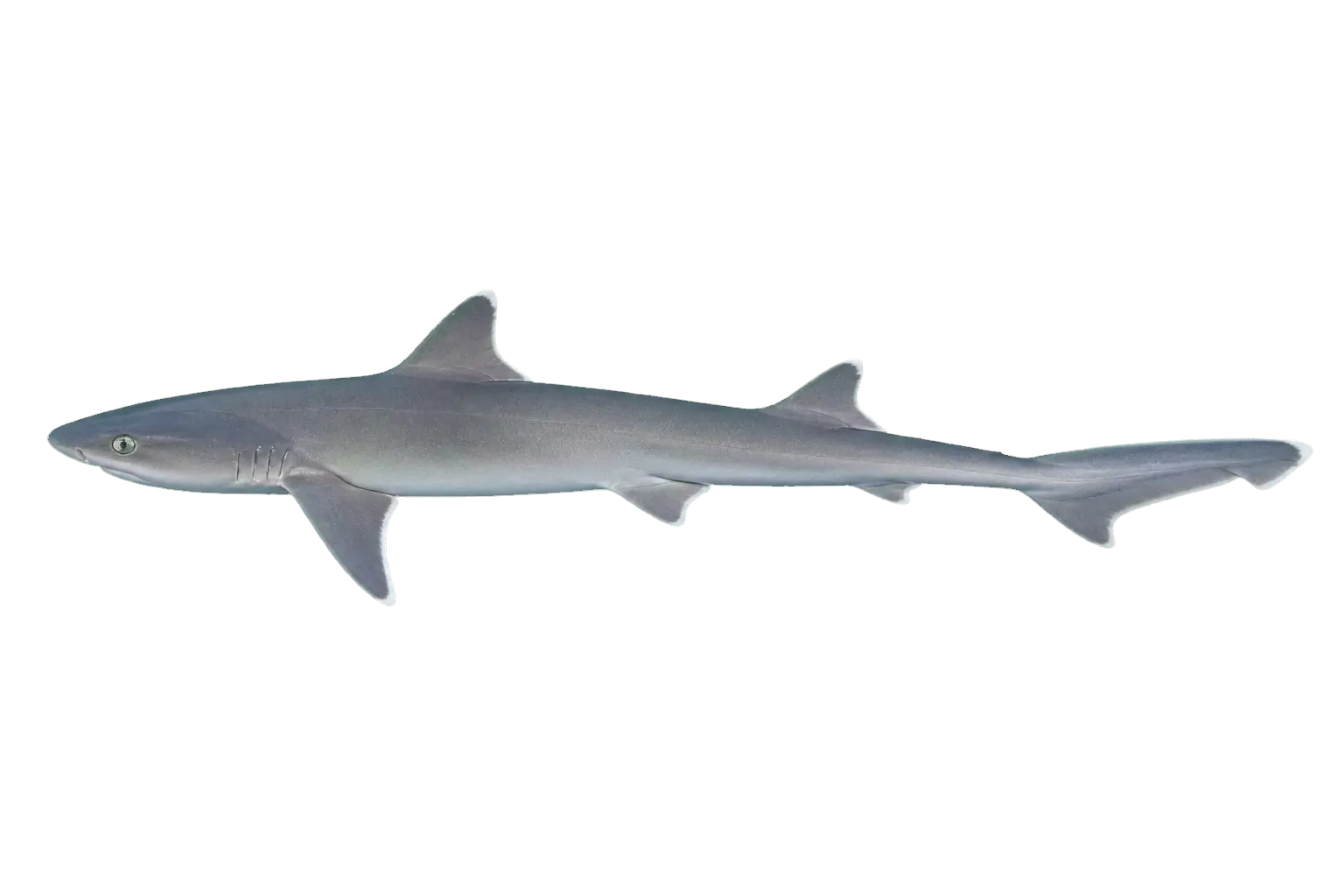 Whitemargin smoothhound (Mustelus albipinnis) specimen