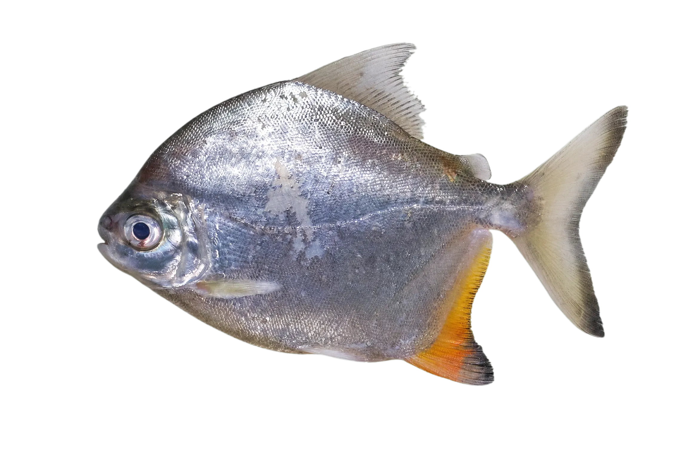 Carabinani Pacu (Myloplus lucienae) specimen