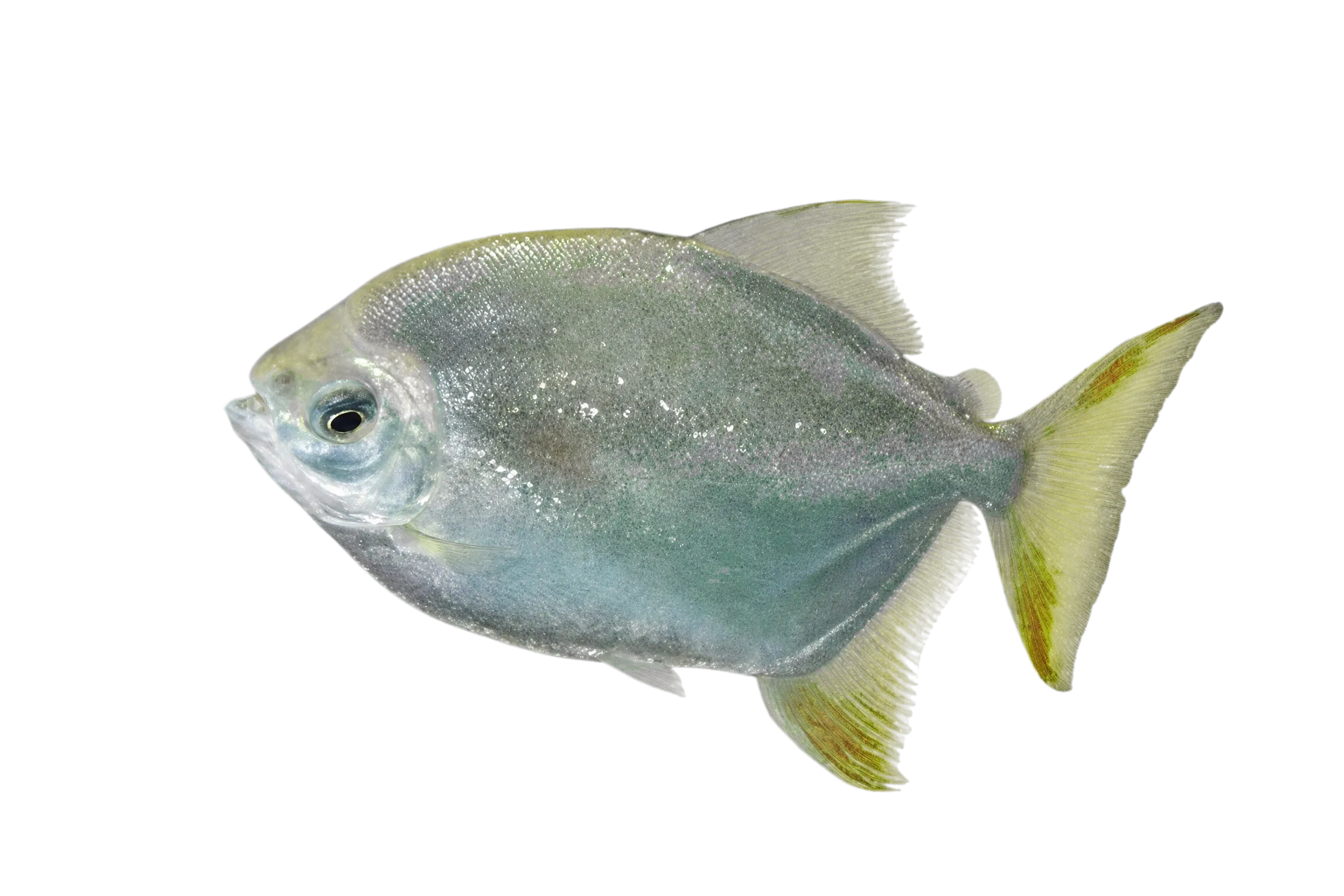Orangefin Pacu (Myloplus torquatus) specimen