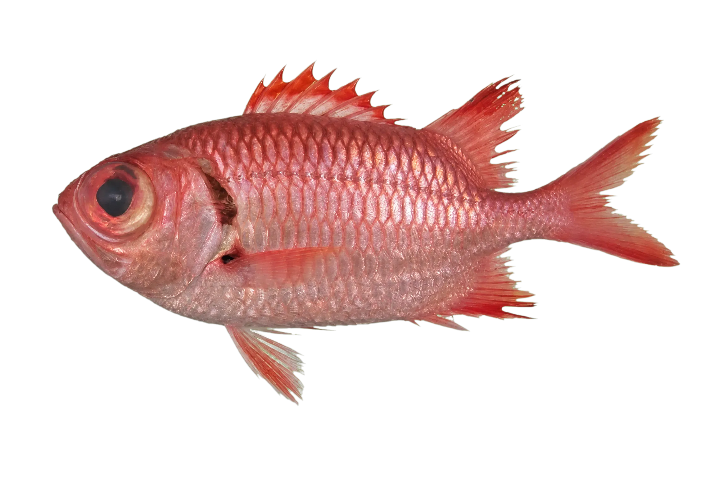 Myripristis greenfieldi (Myripristis greenfieldi) specimen