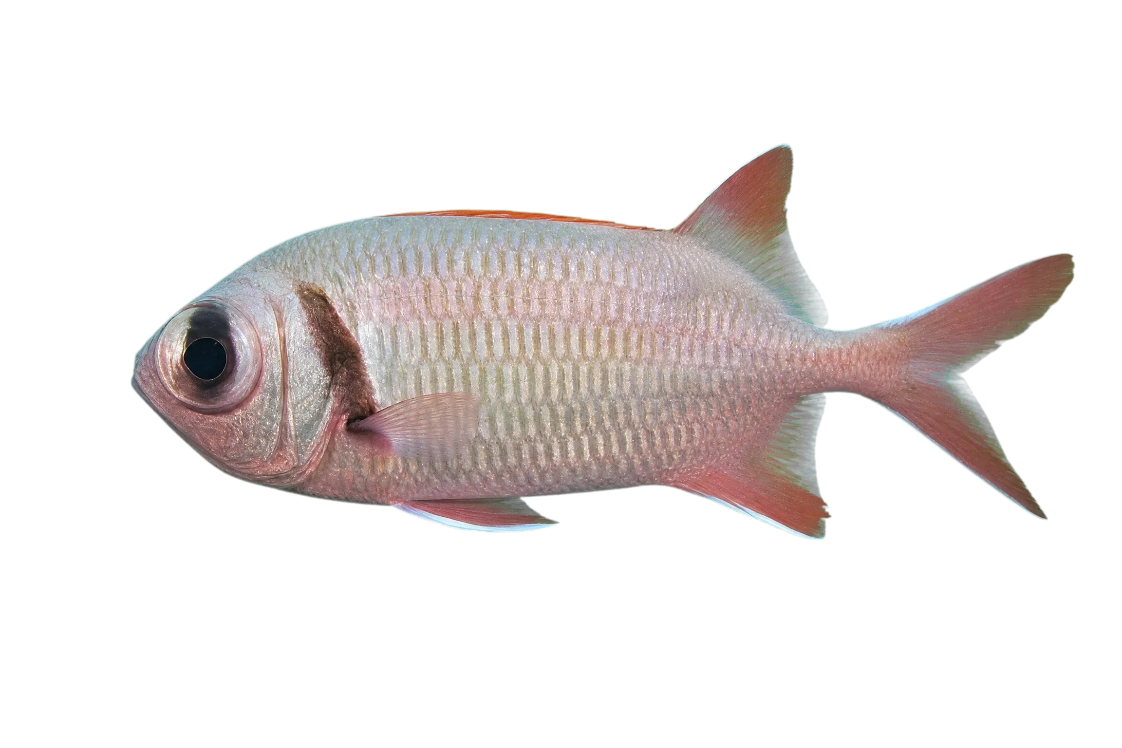 pearly soldierfish (Myripristis kuntee) specimen