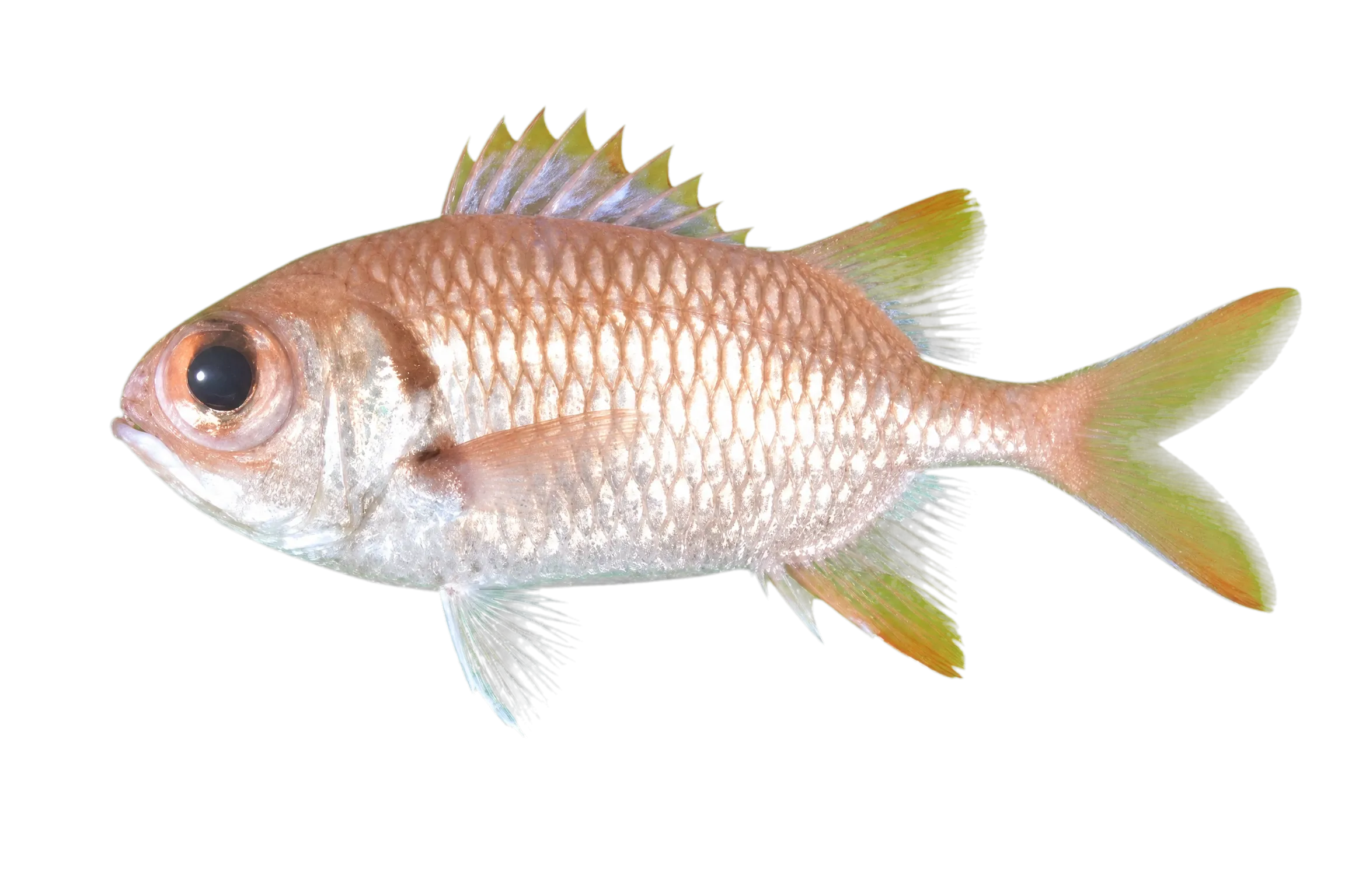 Seychelles soldier (Myripristis seychellensis) specimen