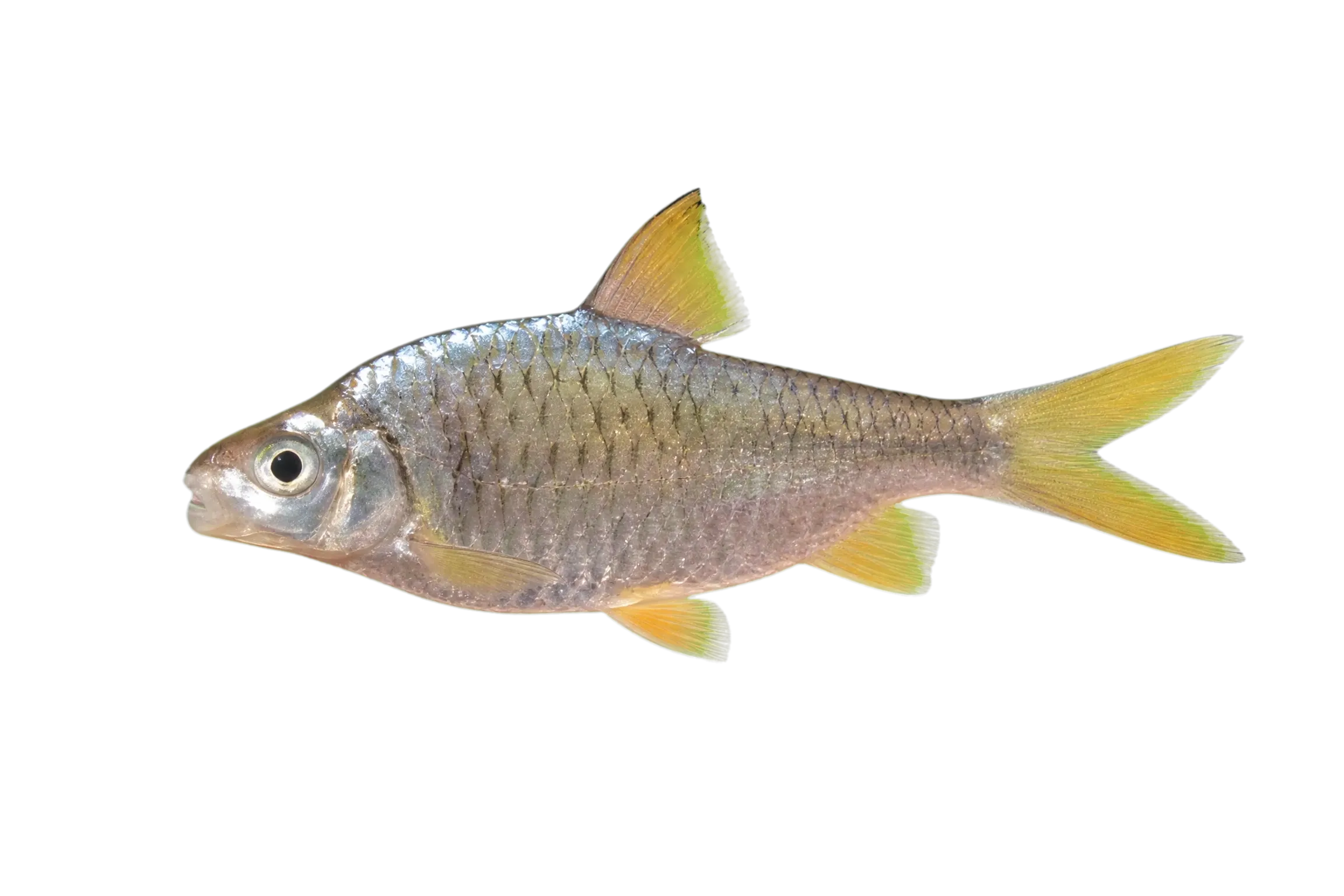 Mystacoleucus obtusirostris (Mystacoleucus obtusirostris) specimen