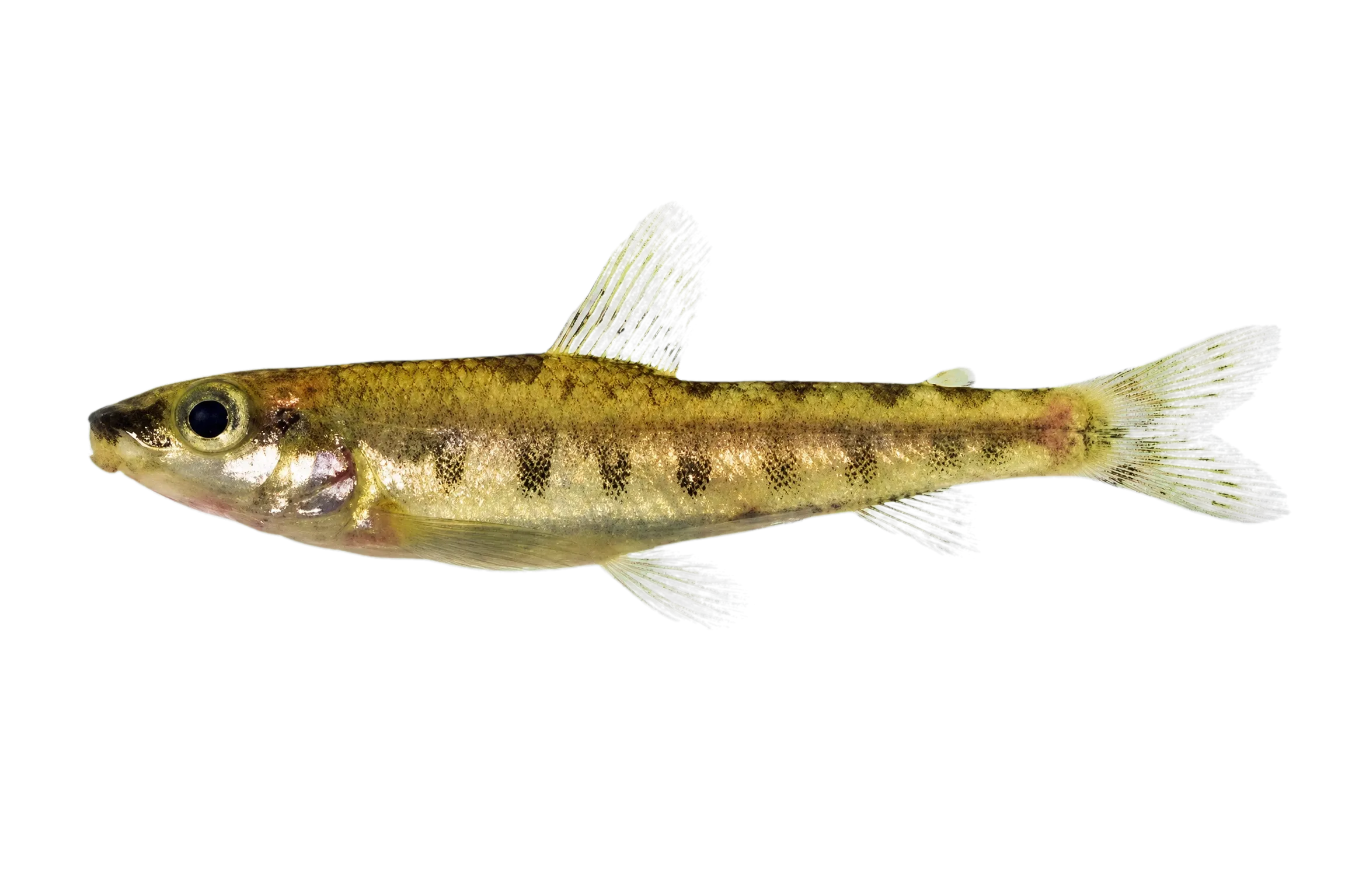Nannocharax dageti (Nannocharax dageti) specimen