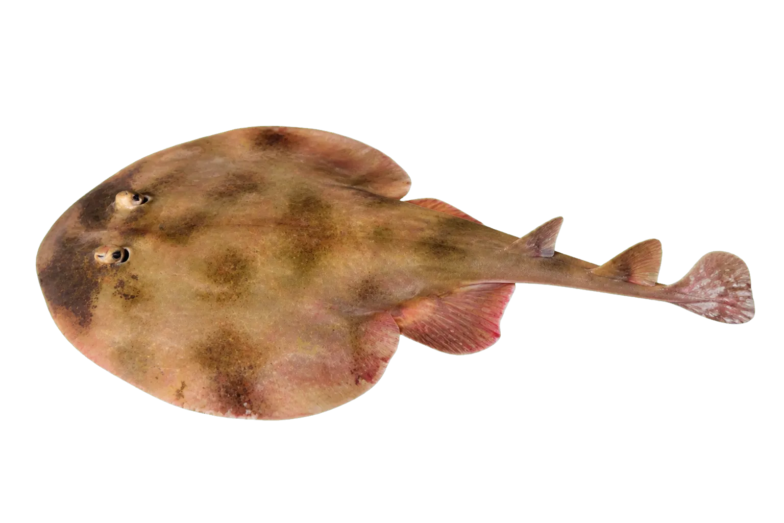 lesser electric ray (Narcine brasiliensis) specimen