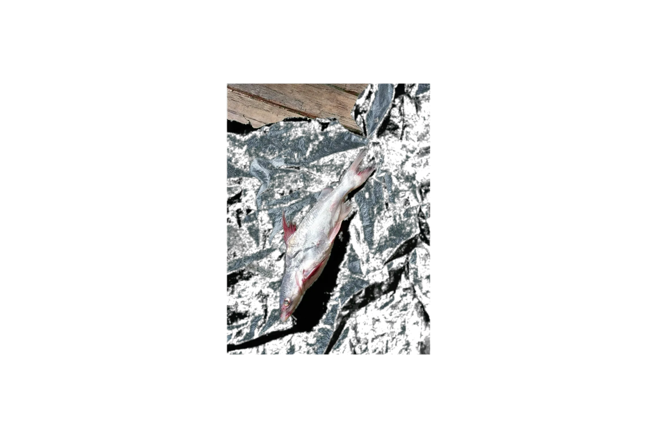 Day's catfish (Nedystoma dayi) specimen