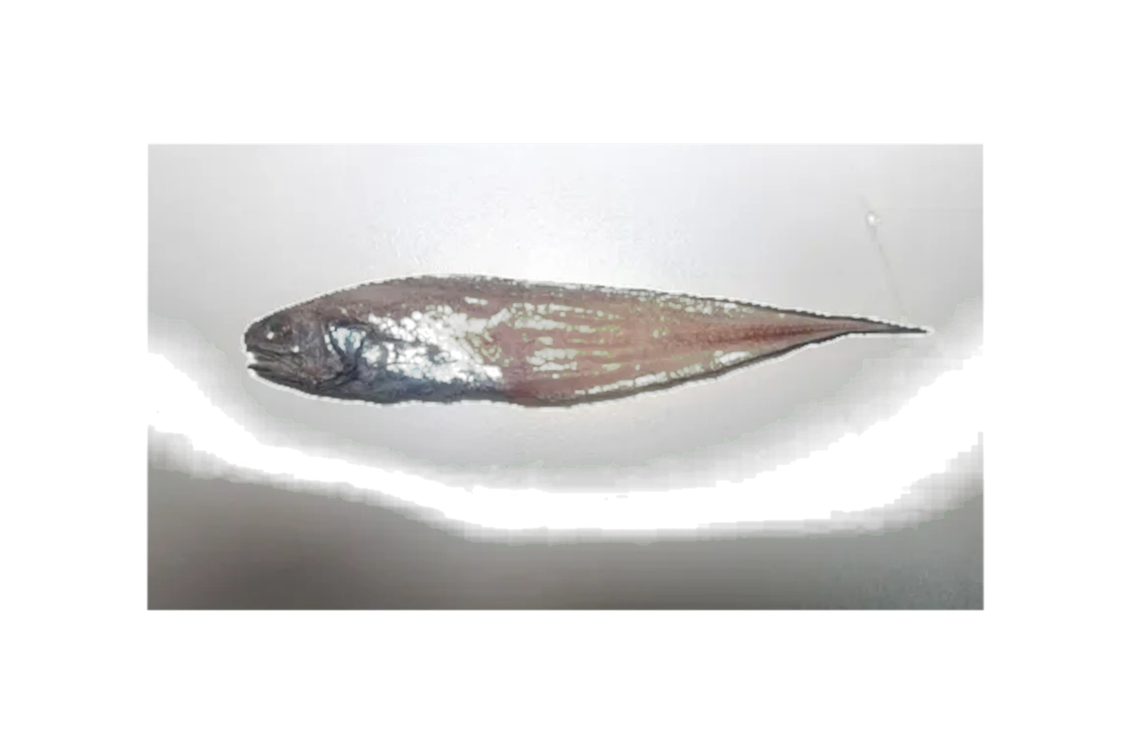 Cusk eel (Neobythites sivicola) specimen