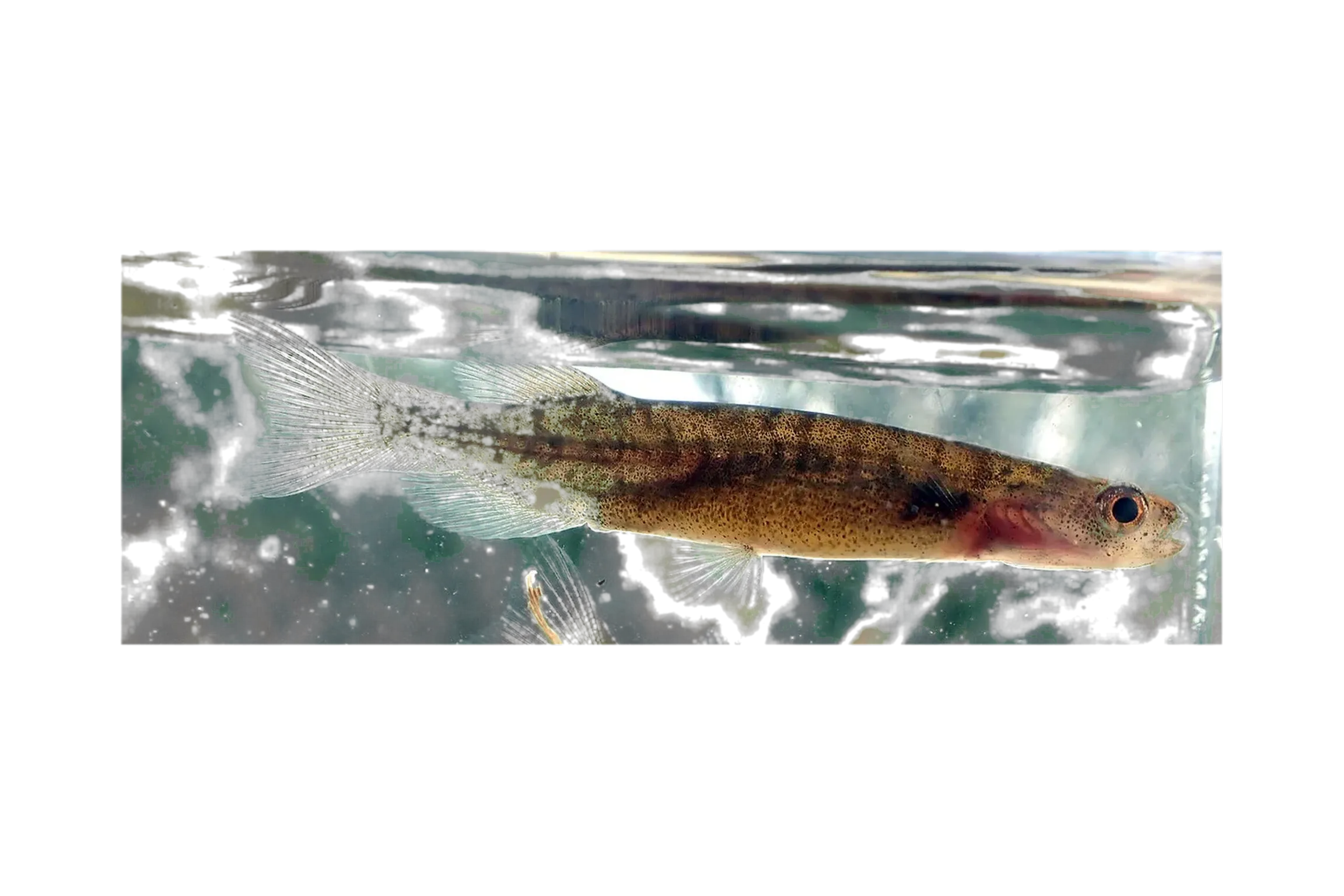 新西蘭南乳魚（Neochanna rekohua）标本