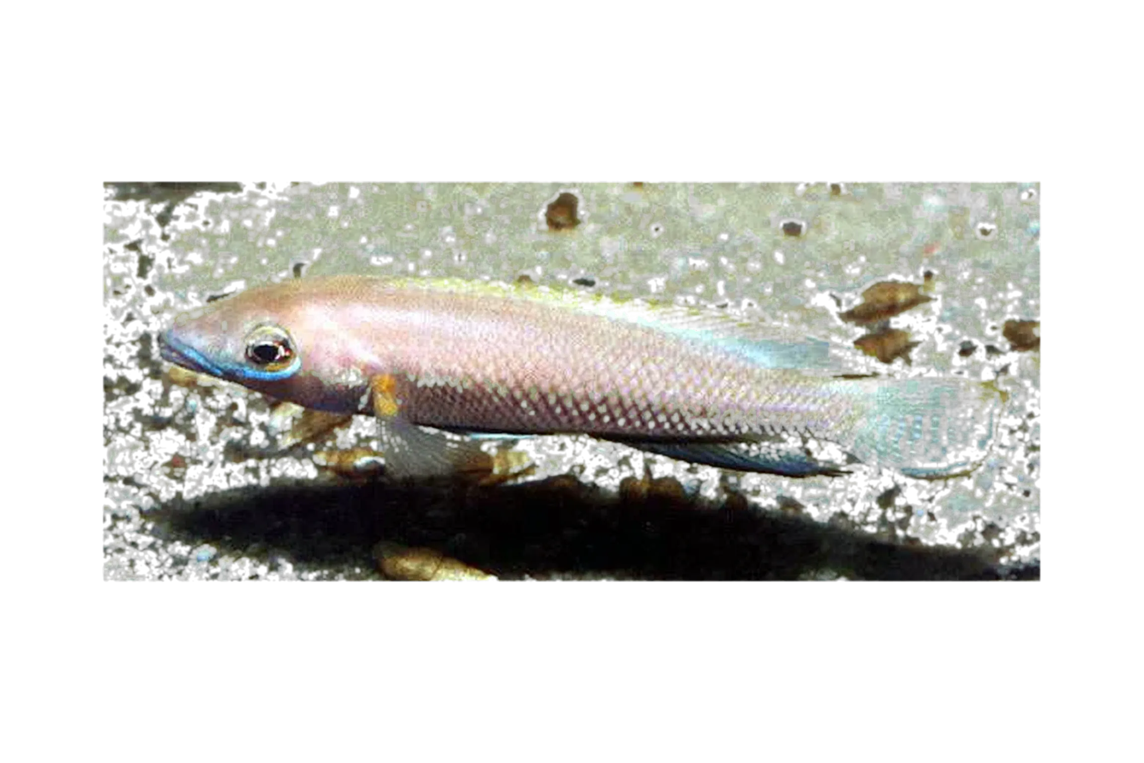 Neolamprologus nigriventris (Neolamprologus nigriventris) specimen