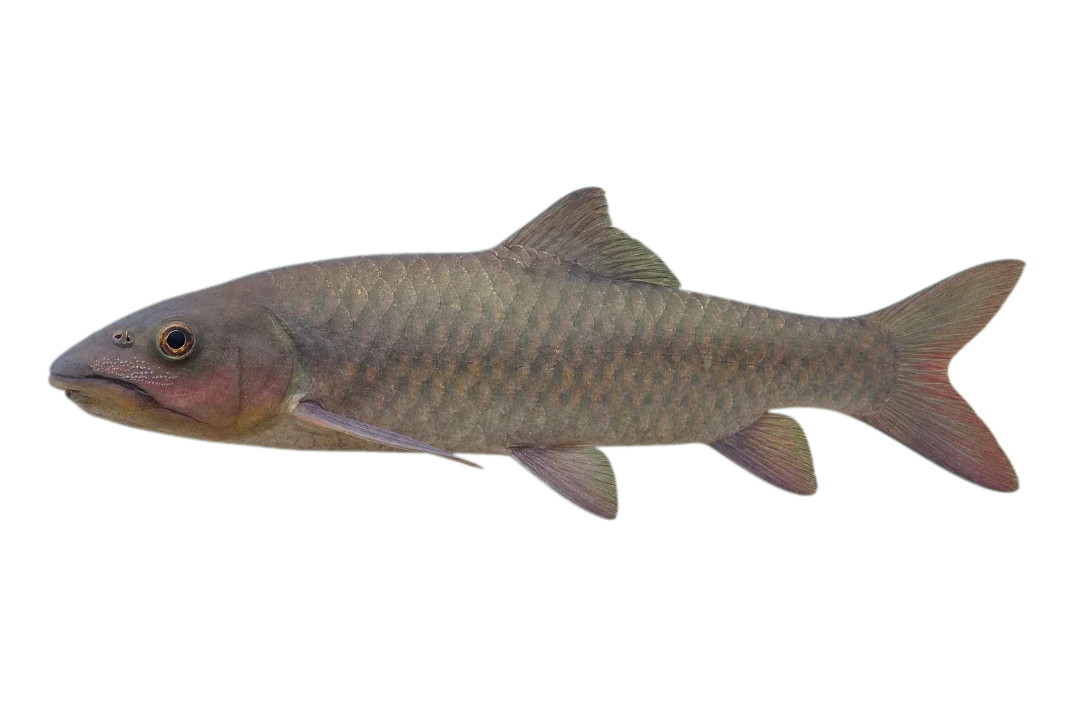 Neosalanx jordani (Neosalanx jordani) specimen