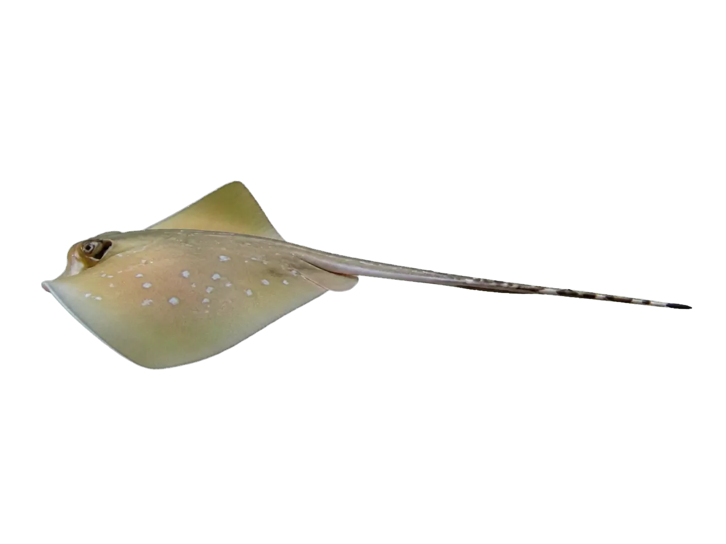 West Papuan blue-spotted maskray (Neotrygon westpapuensis) specimen