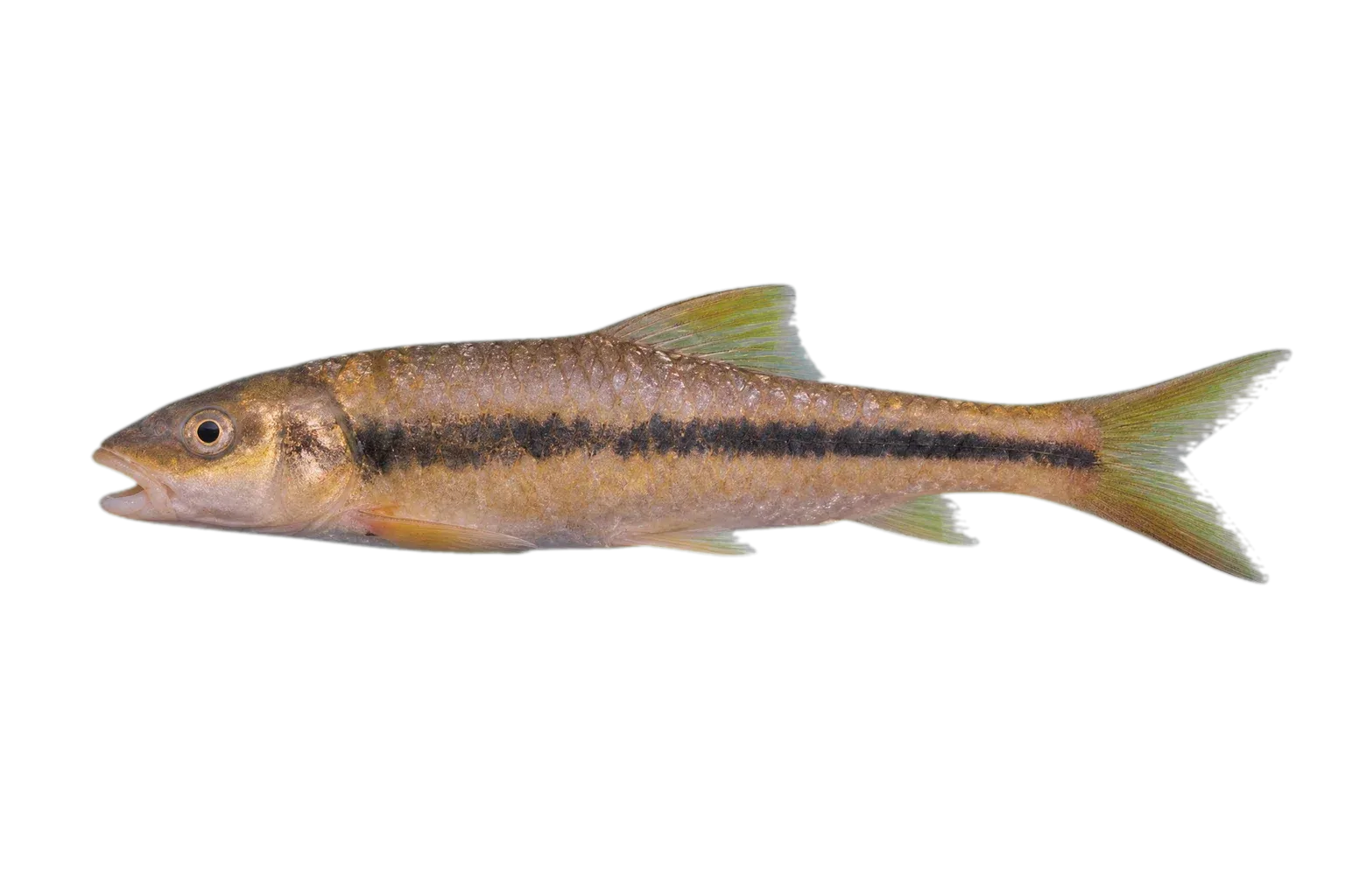 worm pipefish (Nerophis lumbriciformis) specimen