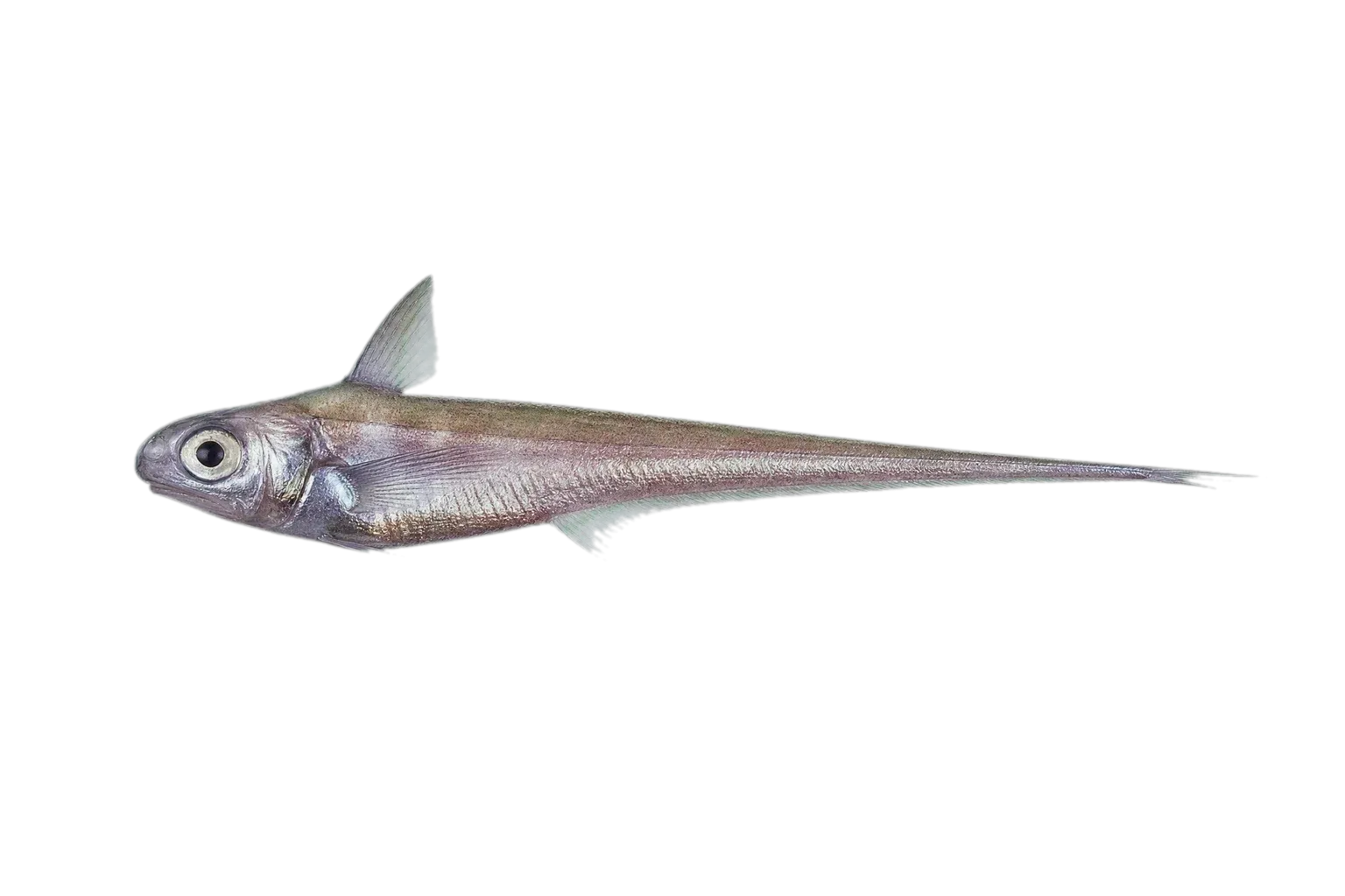 smooth rat-tail (Nezumia aequalis) specimen