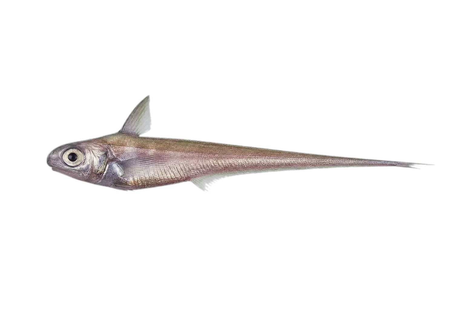 Broadsnout grenadier (Nezumia latirostrata) specimen