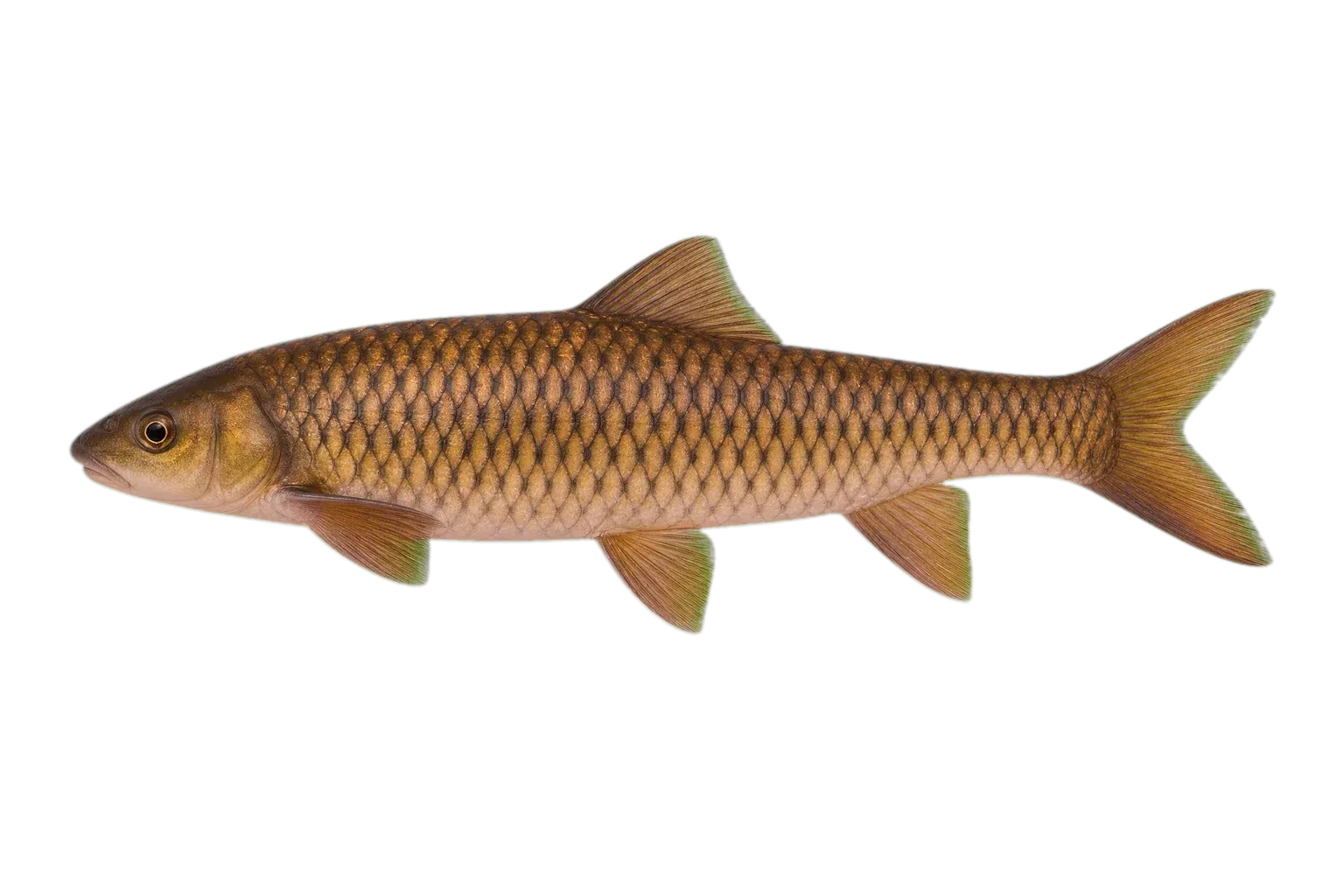 Nimbapanchax viridis (Nimbapanchax viridis) specimen