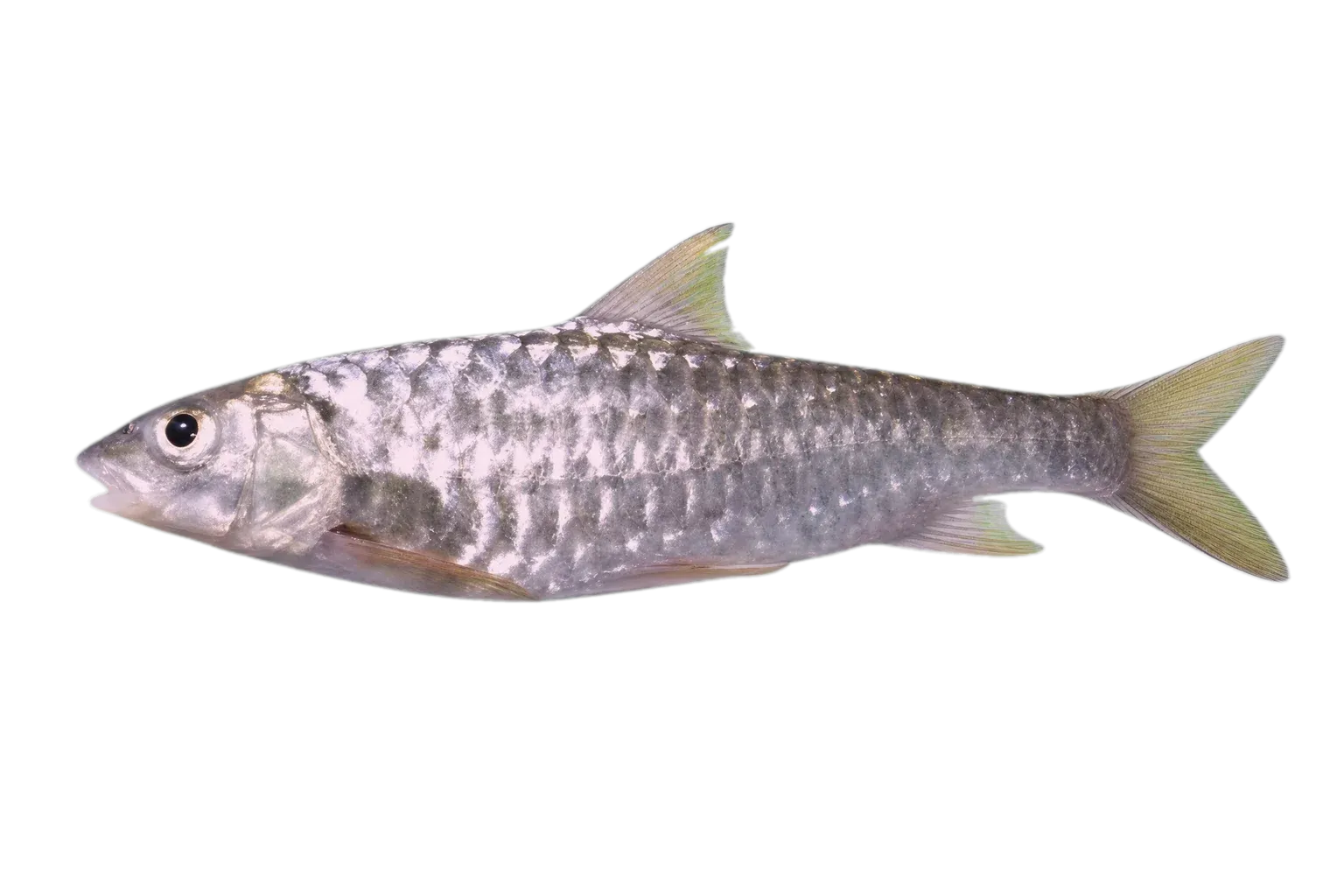 delicate loach (Niwaella delicata) specimen