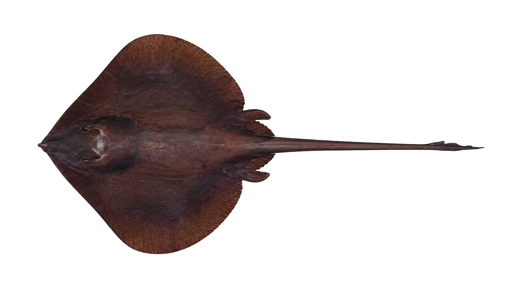 Sapphire Skate (Notoraja sapphira) specimen
