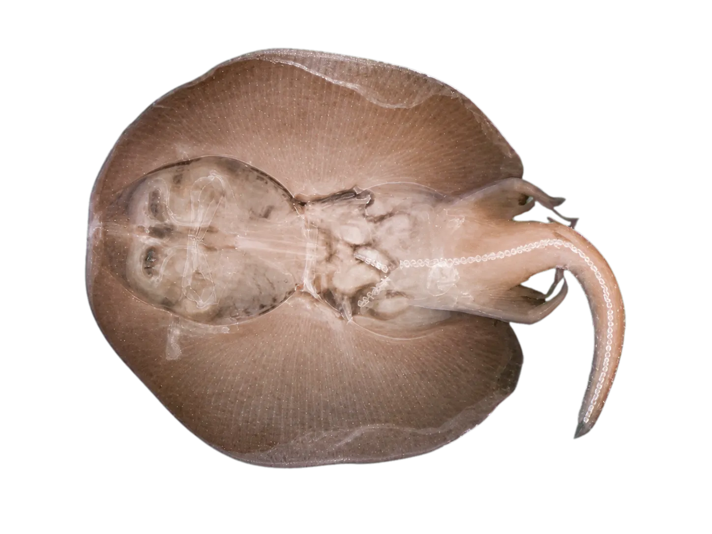 Leadhued skate (Notoraja tobitukai) specimen