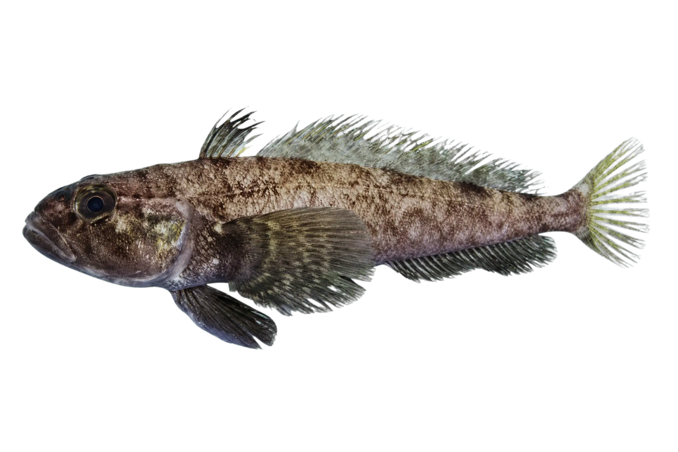 yellowbelly rockcod (Notothenia coriiceps) specimen