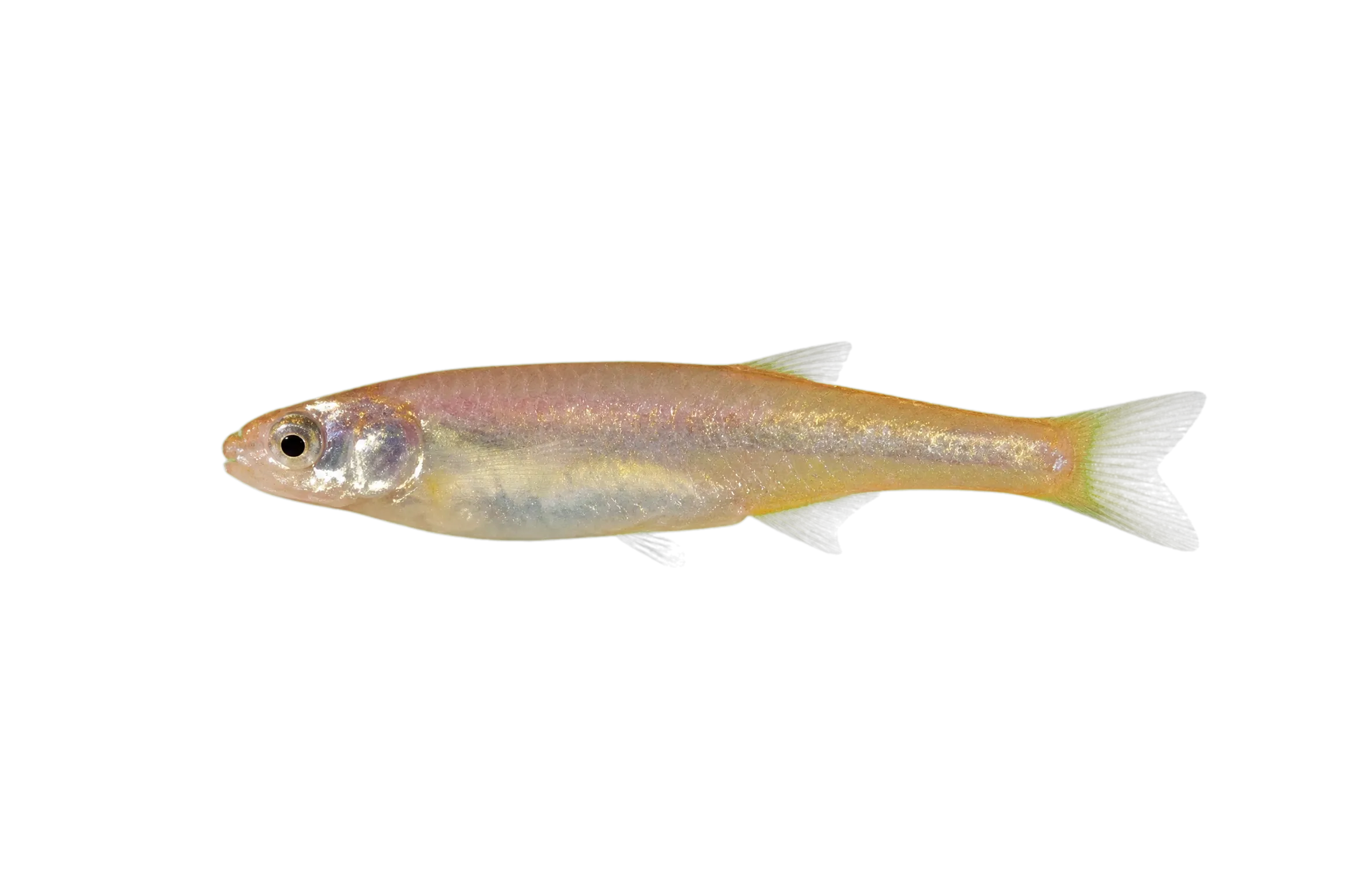 Arkansas River shiner (Notropis girardi) specimen