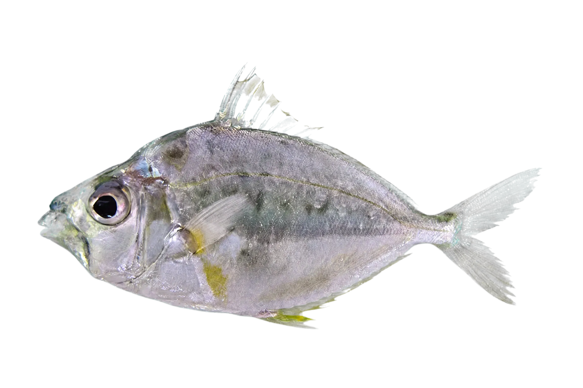 Yellowspotted ponyfish (Nuchequula flavaxilla) specimen