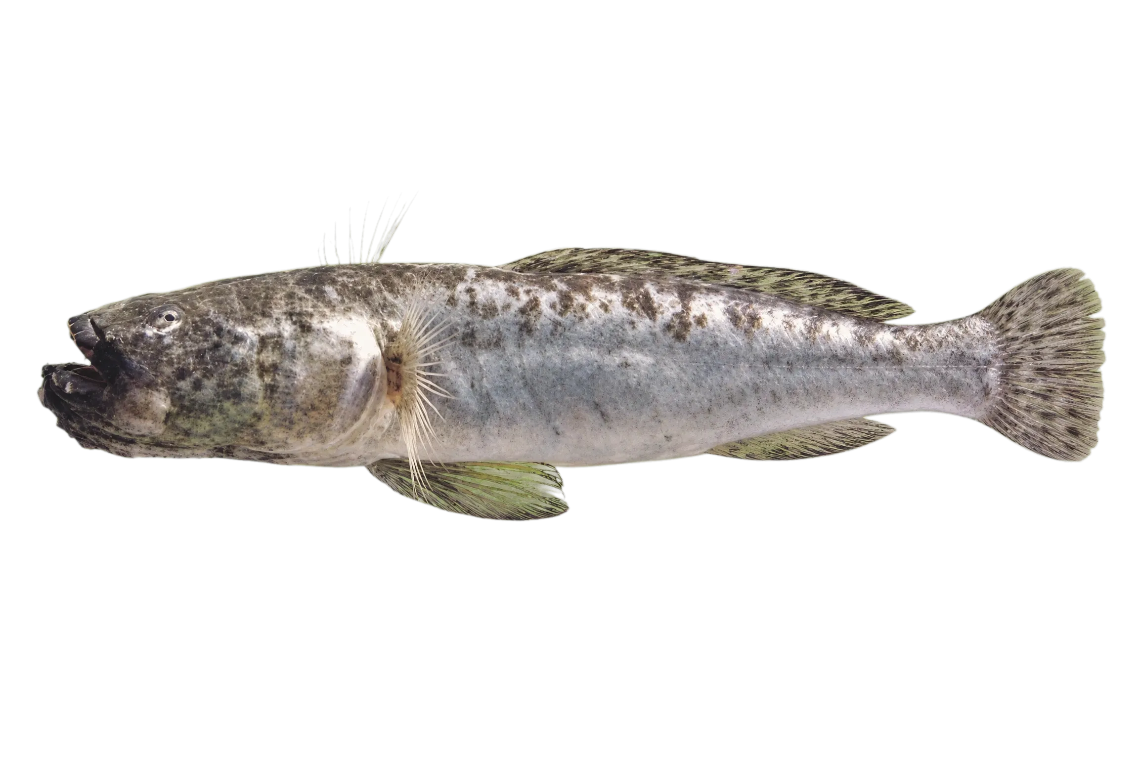 Odontamblyopus lacepedii (Odontamblyopus lacepedii) specimen